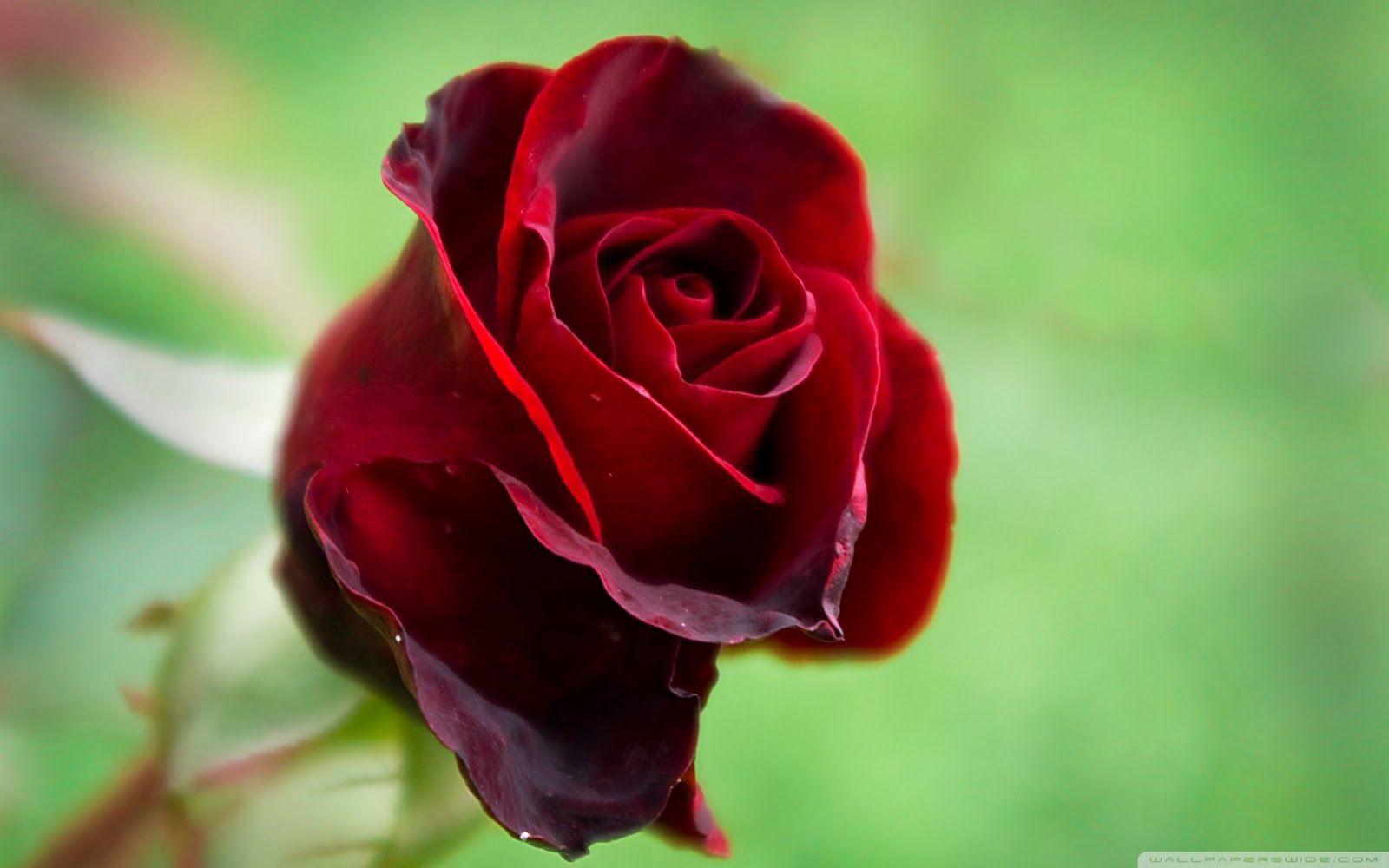 1600x1000 Single Red Rose Wallpaper Image