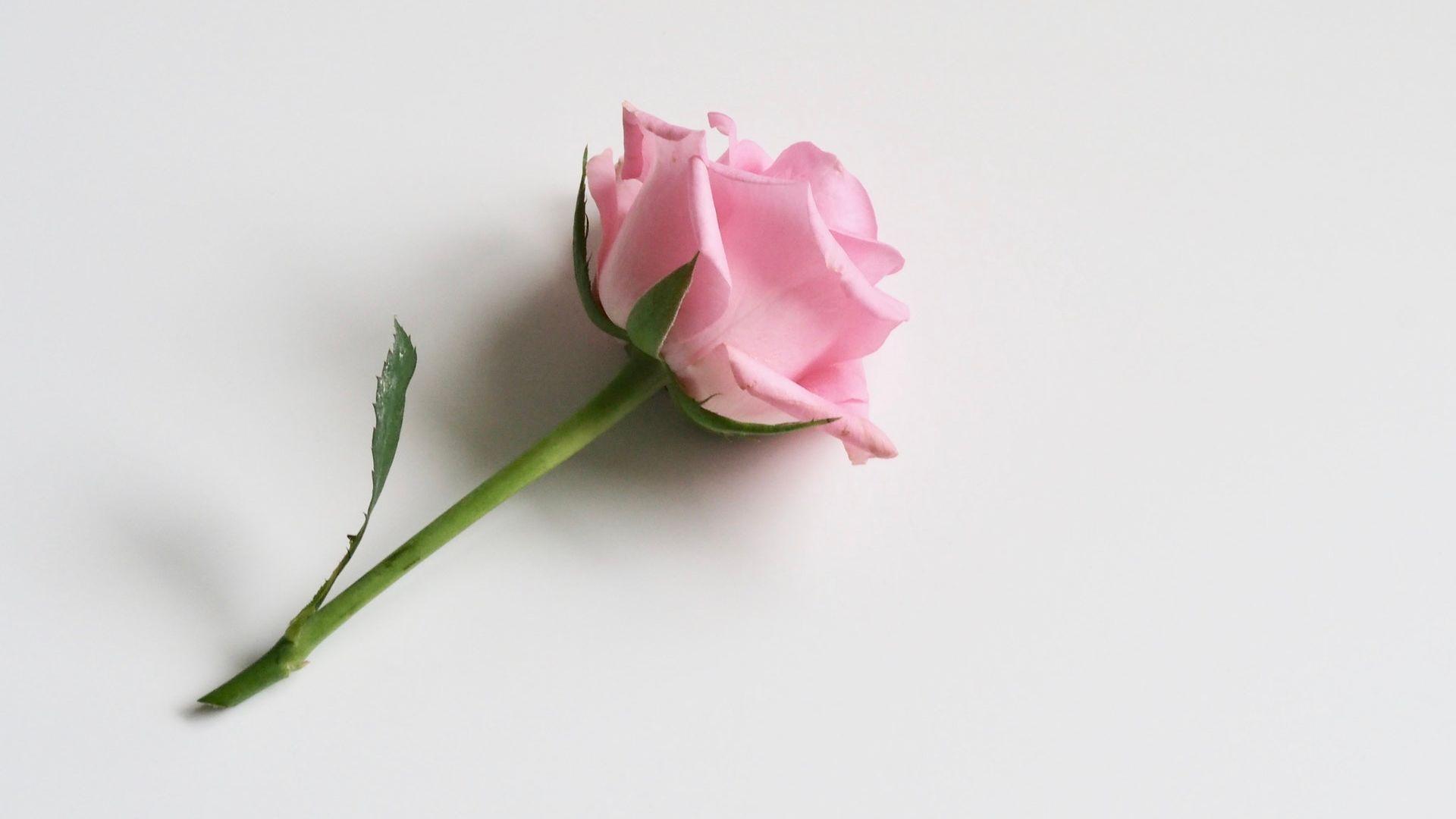 Simple Rose Wallpapers Top Free Simple Rose Backgrounds WallpaperAccess