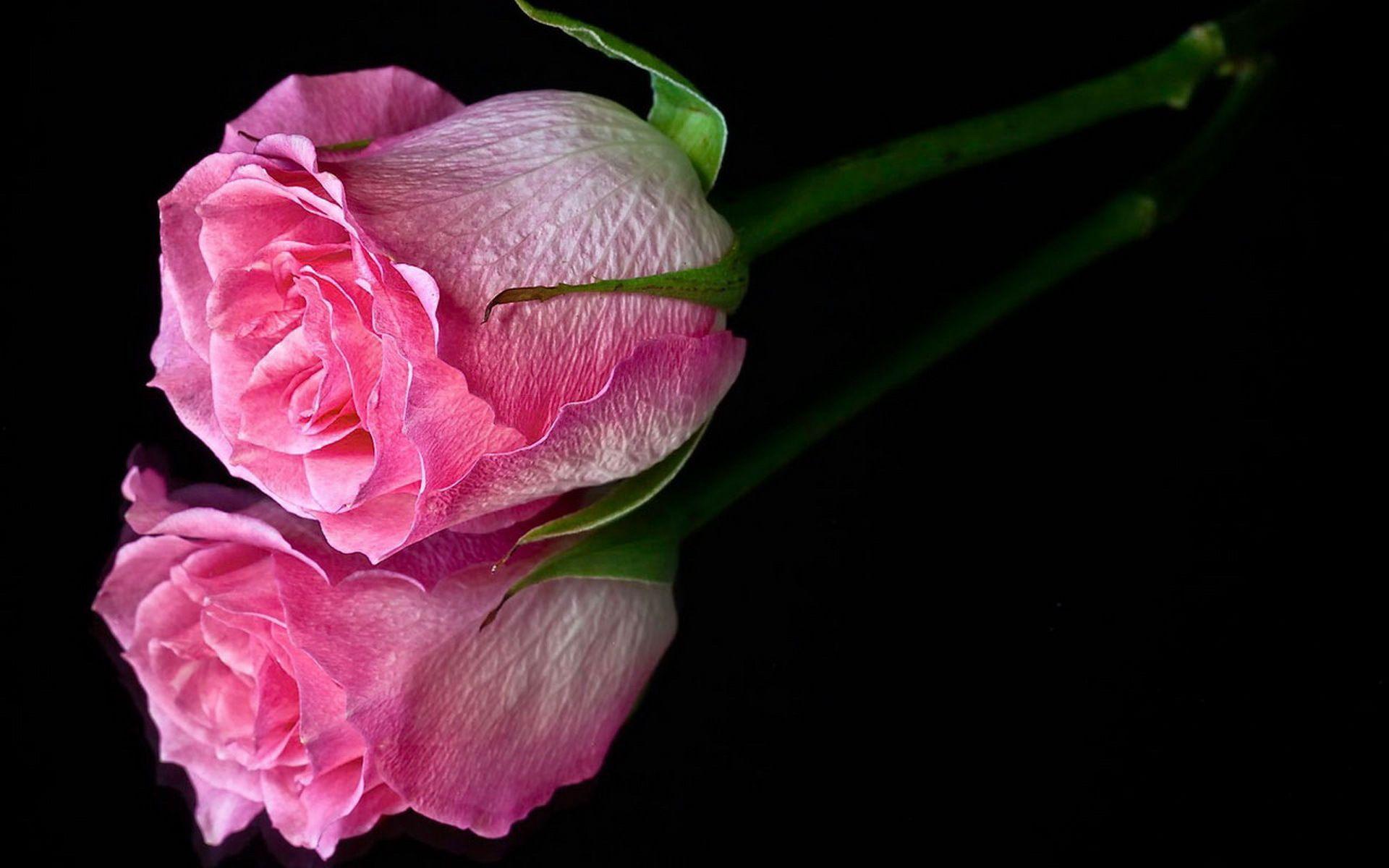 Simple Rose Wallpapers Top Free Simple Rose Backgrounds WallpaperAccess