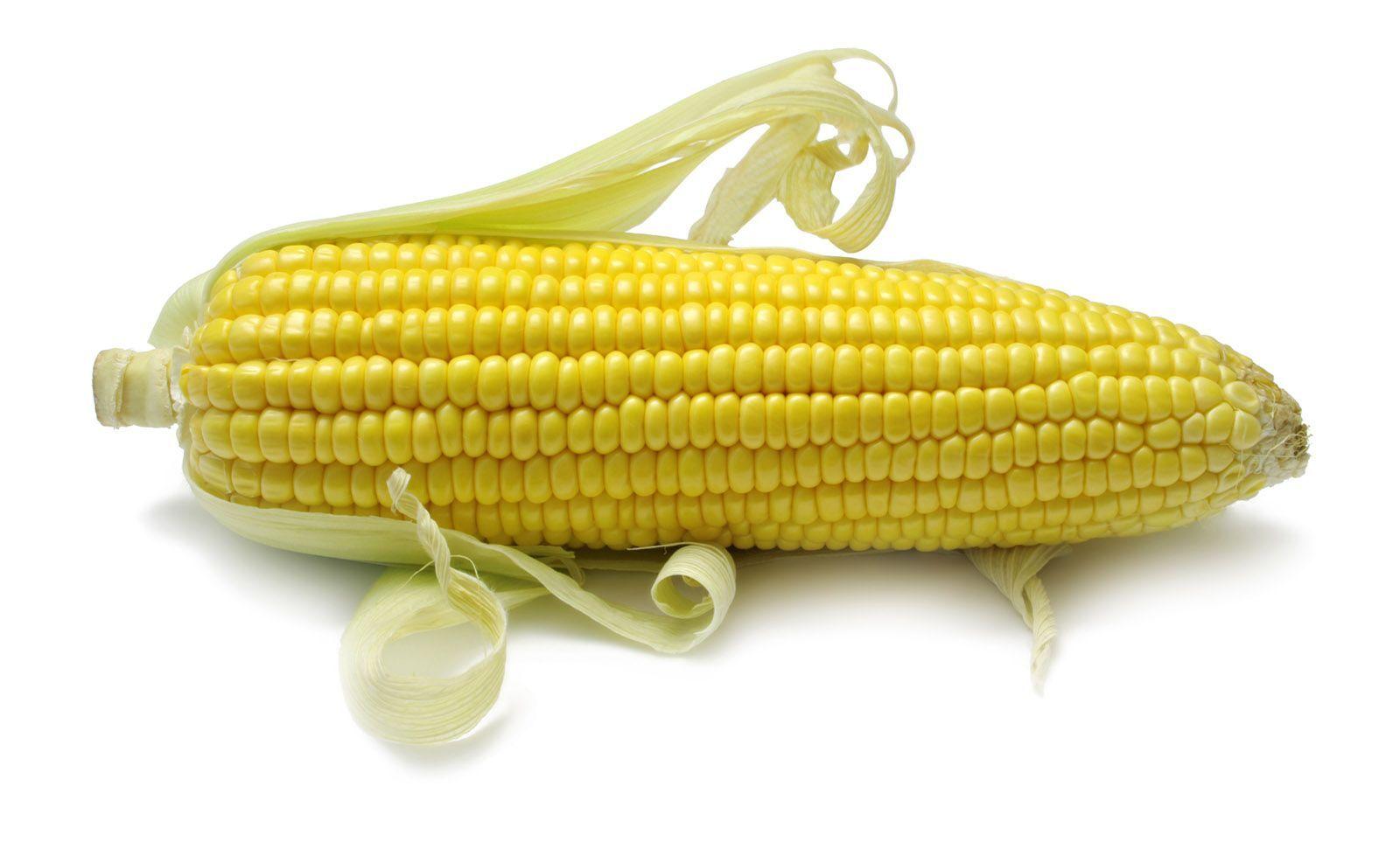 1600x979 High Resolution Image Of Corn 24525 And Vegetables Season. Corn On Cob, Corn, Vegetable Harvest