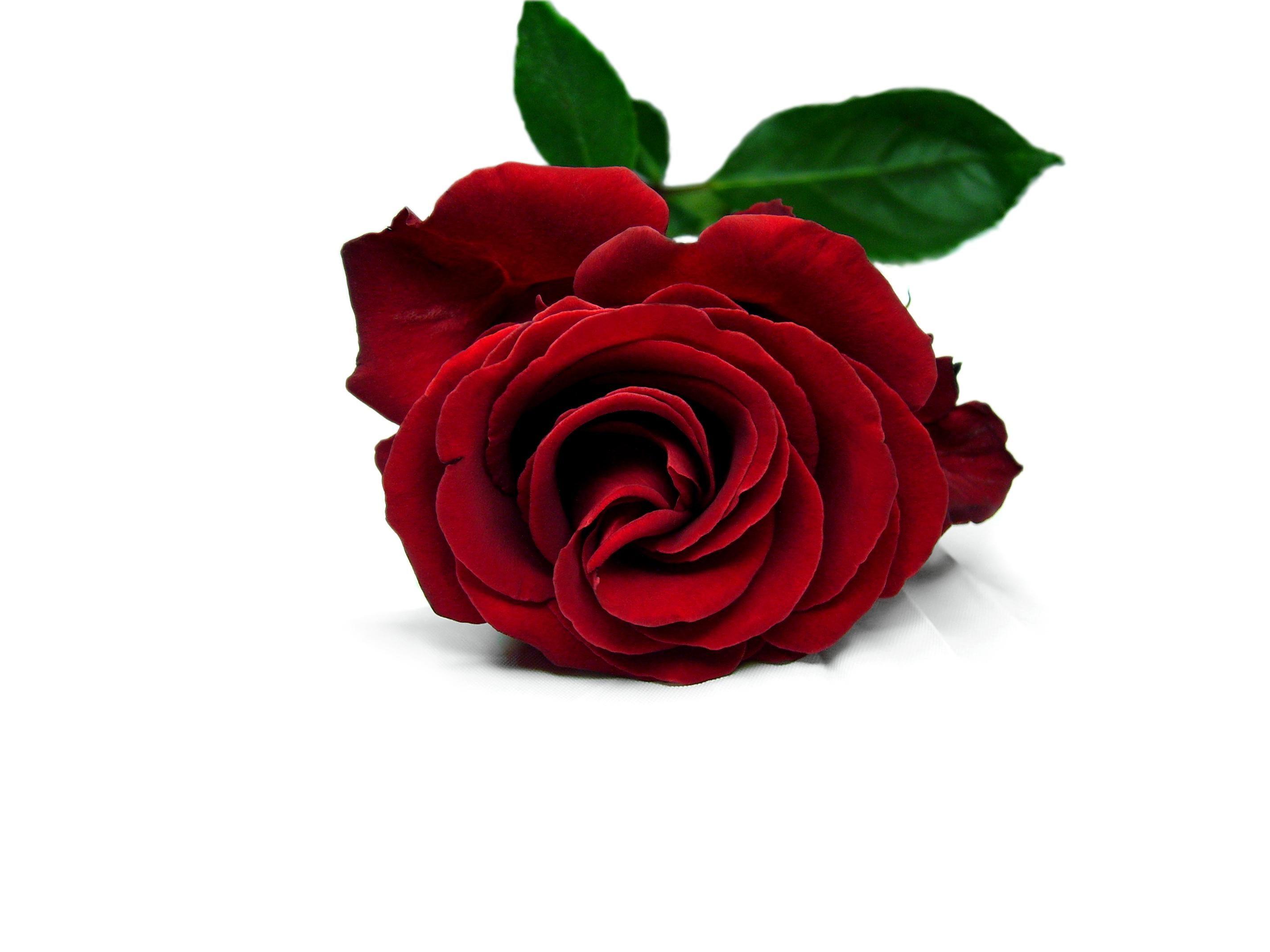 2848x2136 Free Red Rose, Download Free Clip Art, Free Clip Art on Clipart Library
