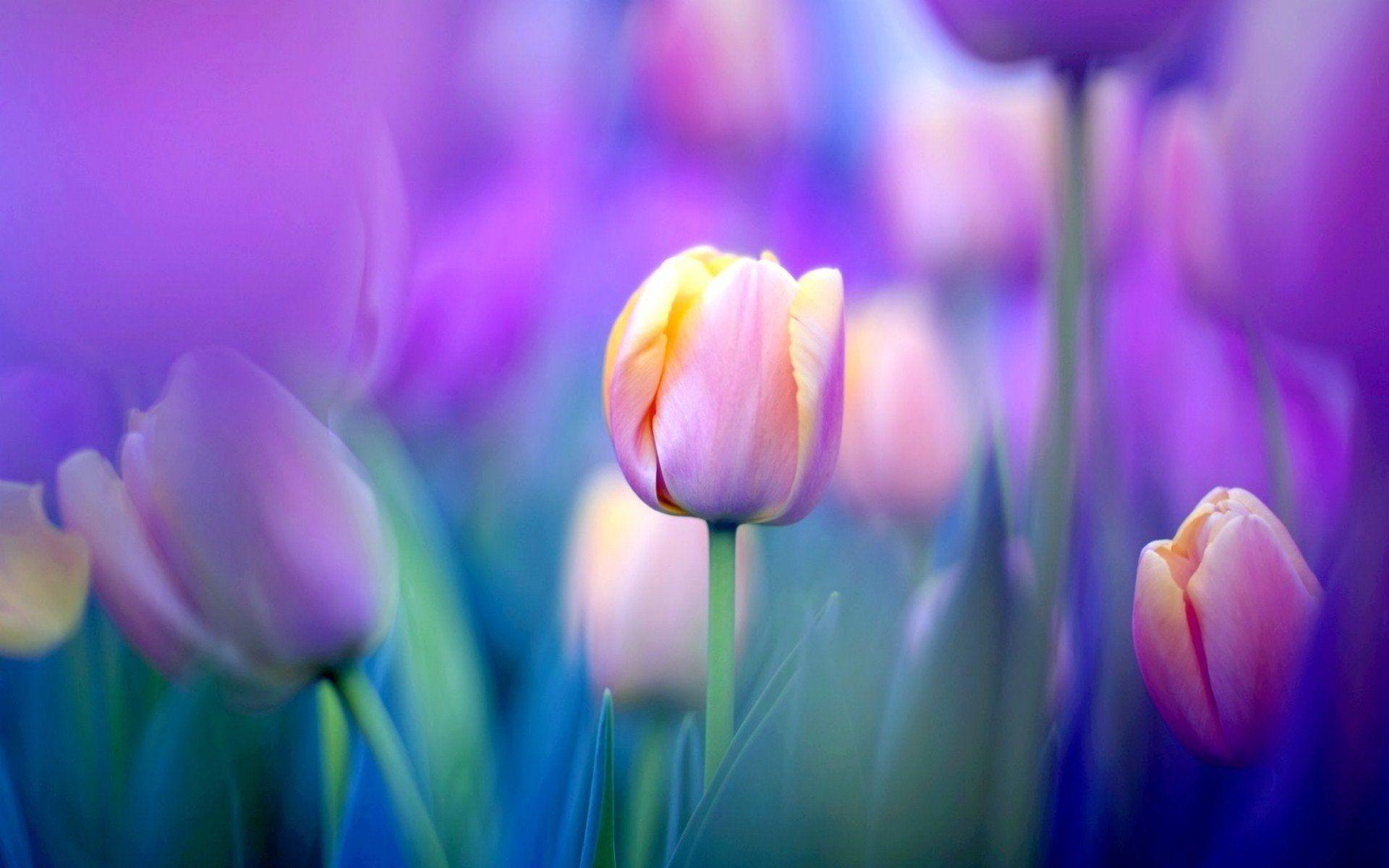 Flower Tulip Field Purple  Free photo on Pixabay  Pixabay