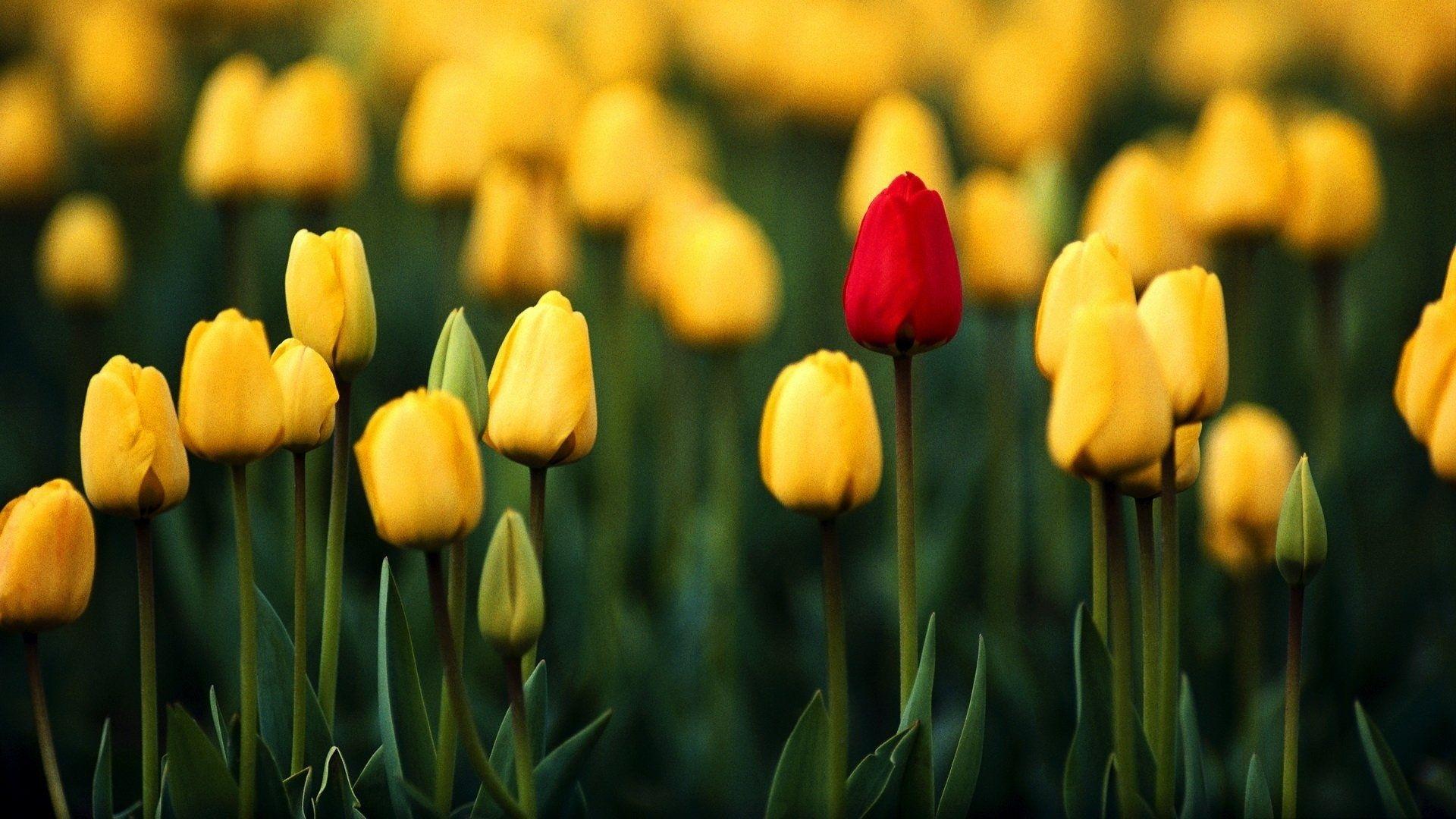 Featured image of post Tulip Wallpaper Hd For Mobile : Good day, on this site you can quickly and conveniently download free wallpapers for your desktop.