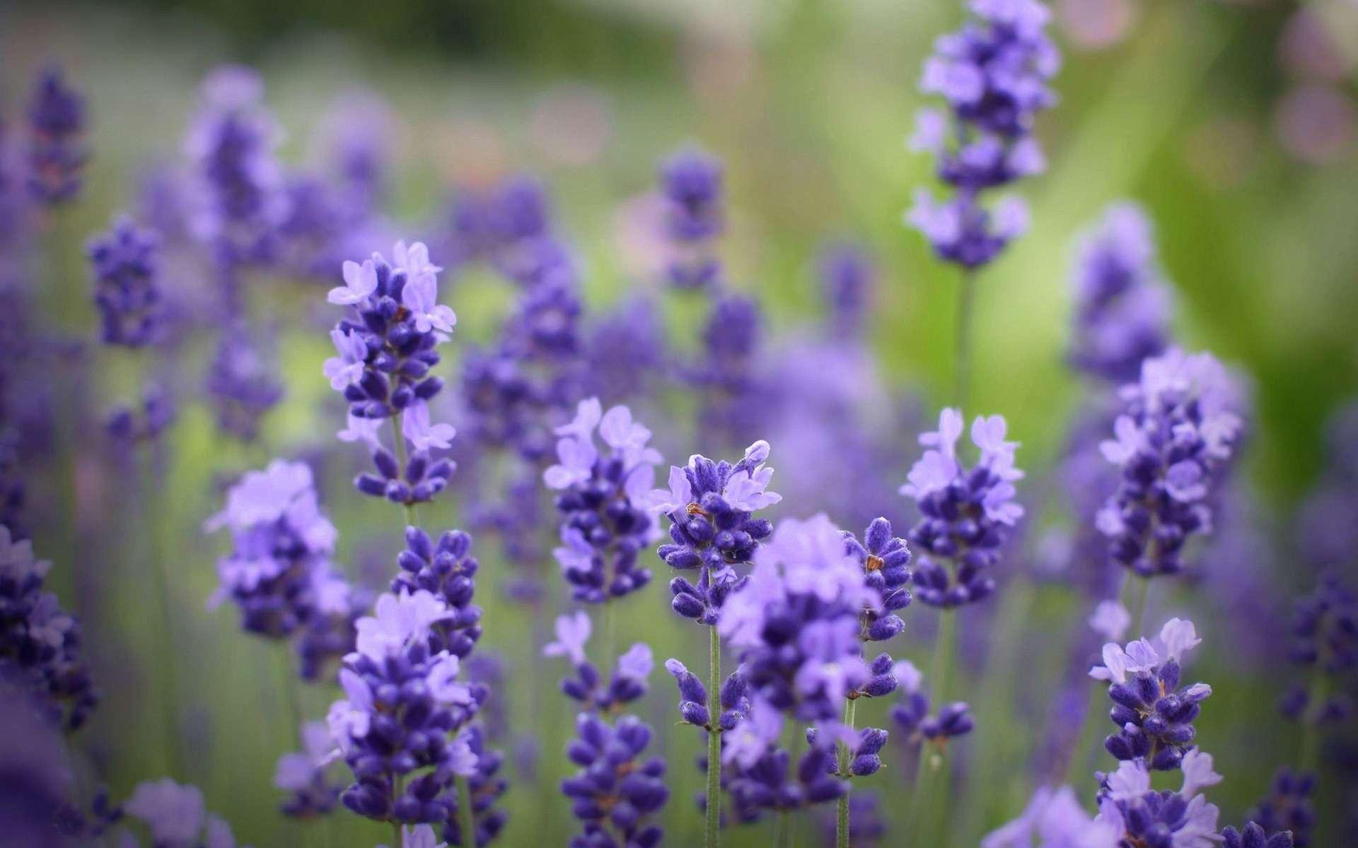1920x1200 lavender floral wallpaper Desktop Wallpaperk HD