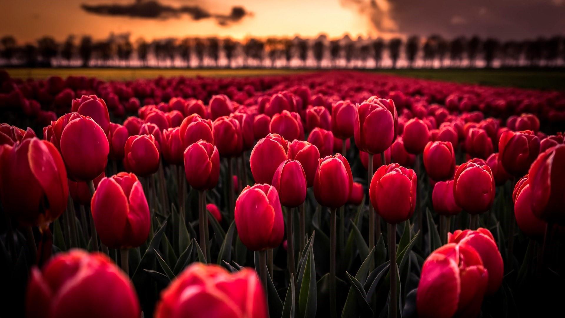 27+ Foto Wallpaper Bunga Tulip - Galeri Bunga HD