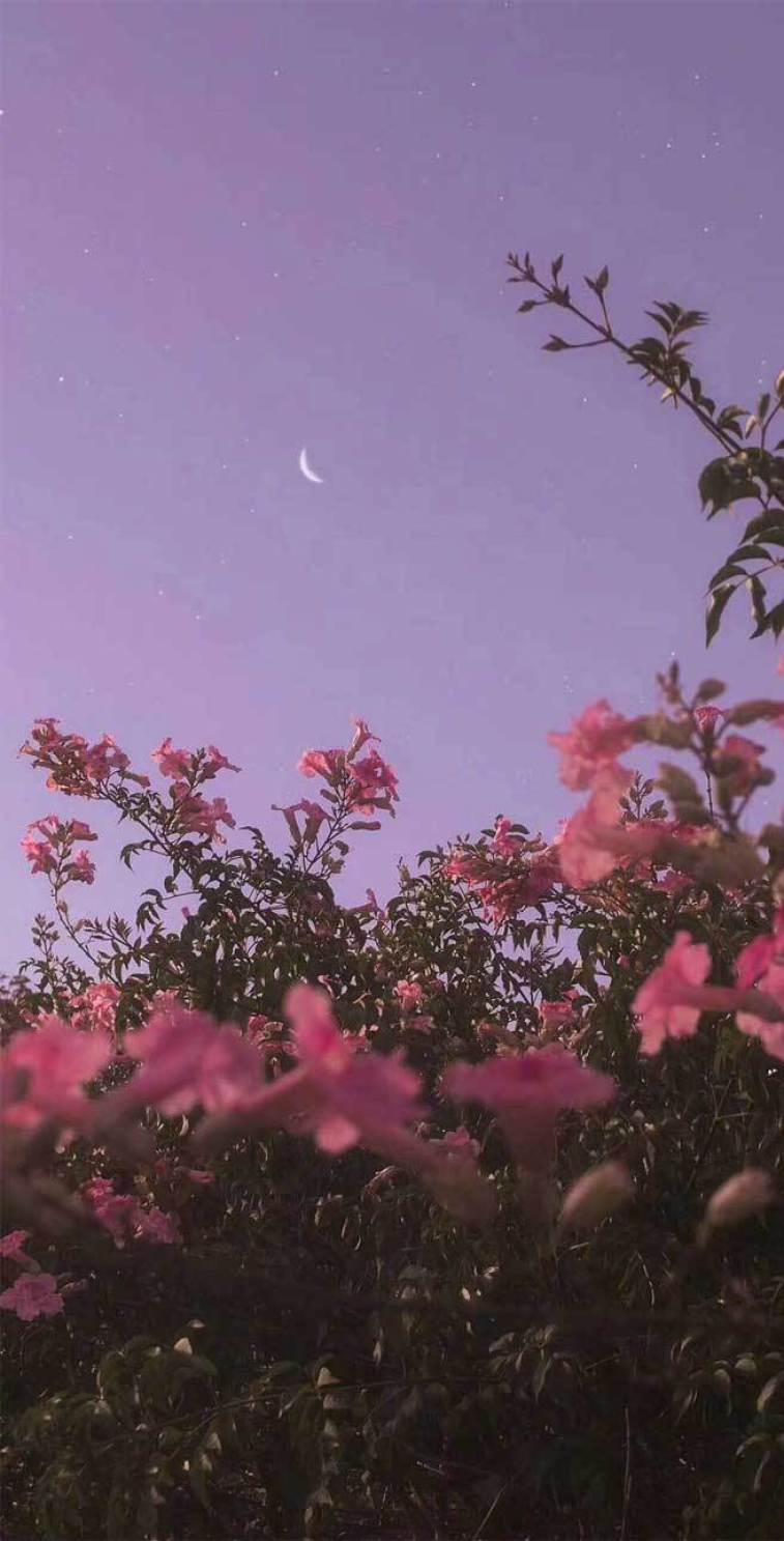 757x1487 Very Pretty iPhone XR Wallpaper That Will Jazz Your Phone Up Wallpaper