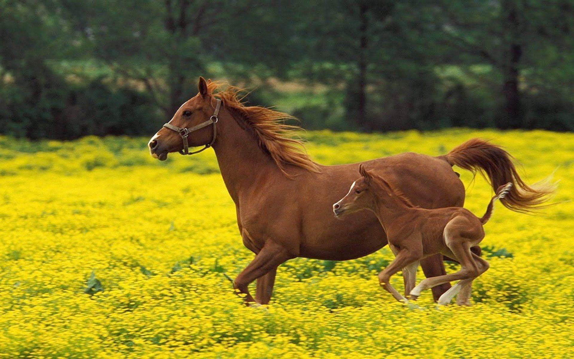 Baby Horse Desktop Wallpapers - Top Free Baby Horse Desktop Backgrounds