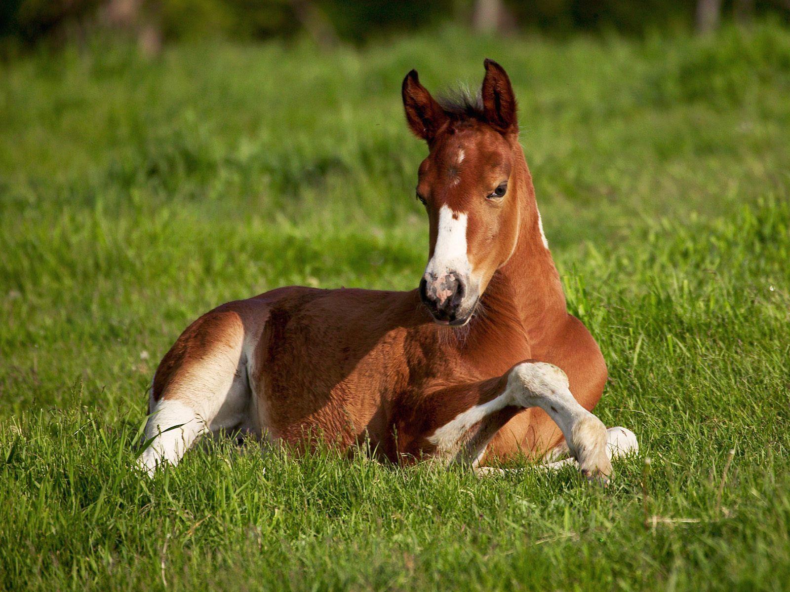 1600x1200 Free download Baby Animals image horse foal wallpaper photo 19831200 [1600x1200] for your Desktop, Mobile & Tablet. Explore Foal Wallpaper. Horse Wallpaper for Walls, Cool Horse Wallpaper, All Horses Wallpaper and Background