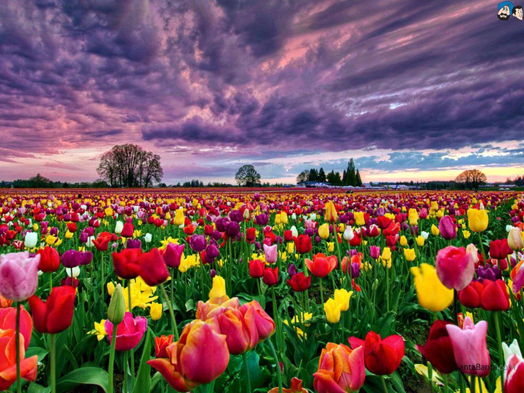 HD wallpaper Tulips Flowers Field Trees Farm Orange Sky with gorgeous Red  Clouds Desktop Wallpaper 25601600  Wallpaper Flare