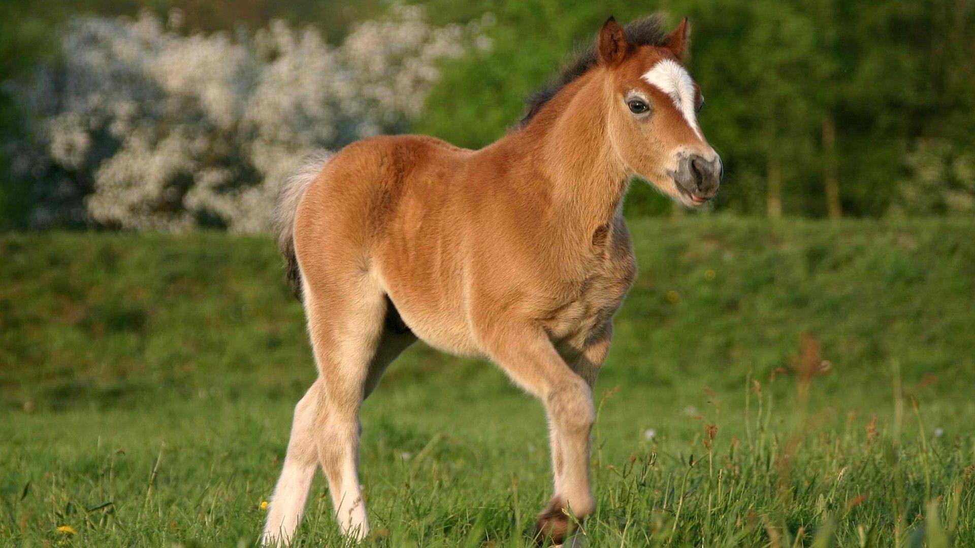 1920x1080 Beautiful Horse Baby