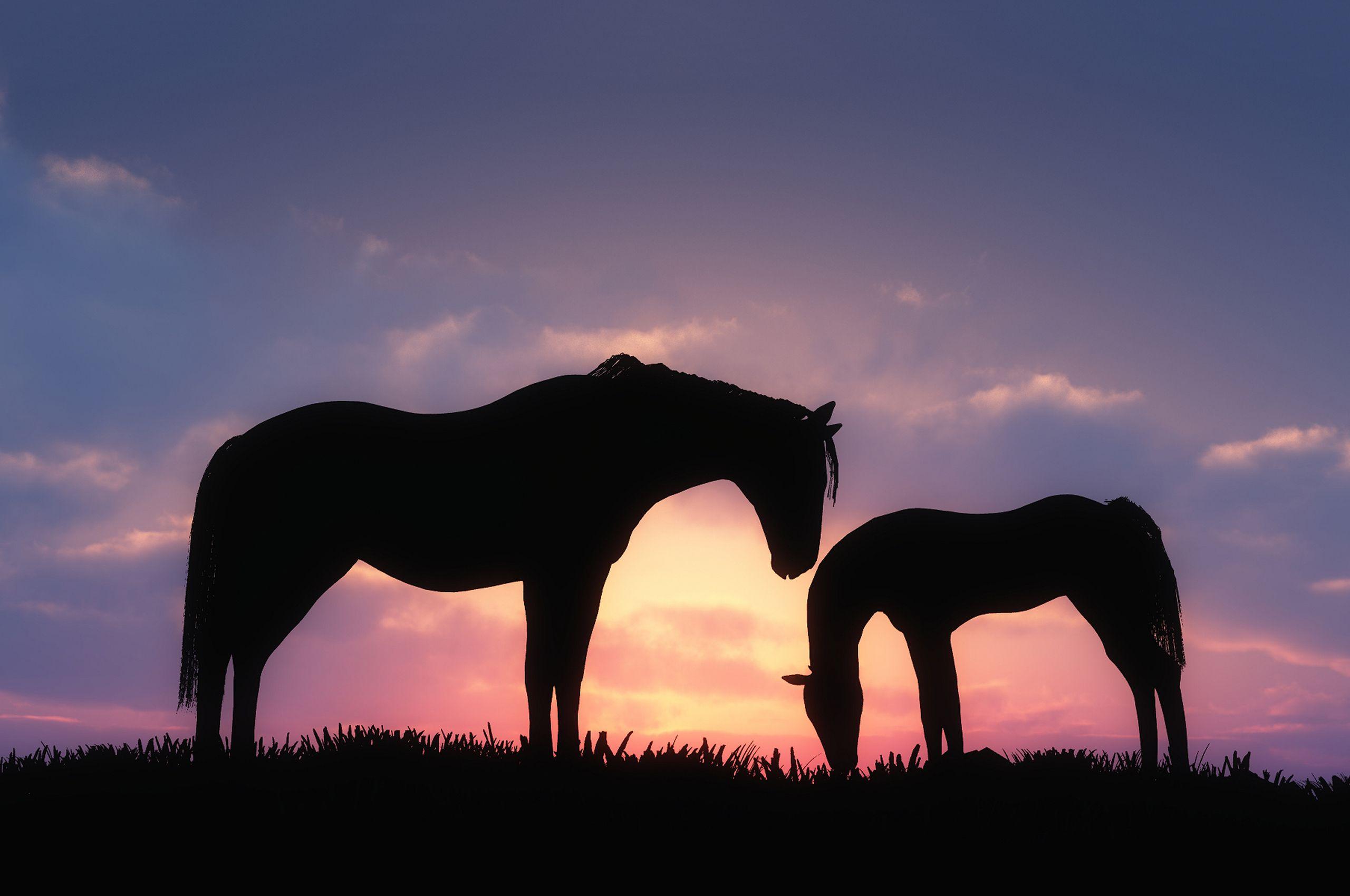 Baby Horse Desktop Wallpapers - Top Free Baby Horse Desktop Backgrounds