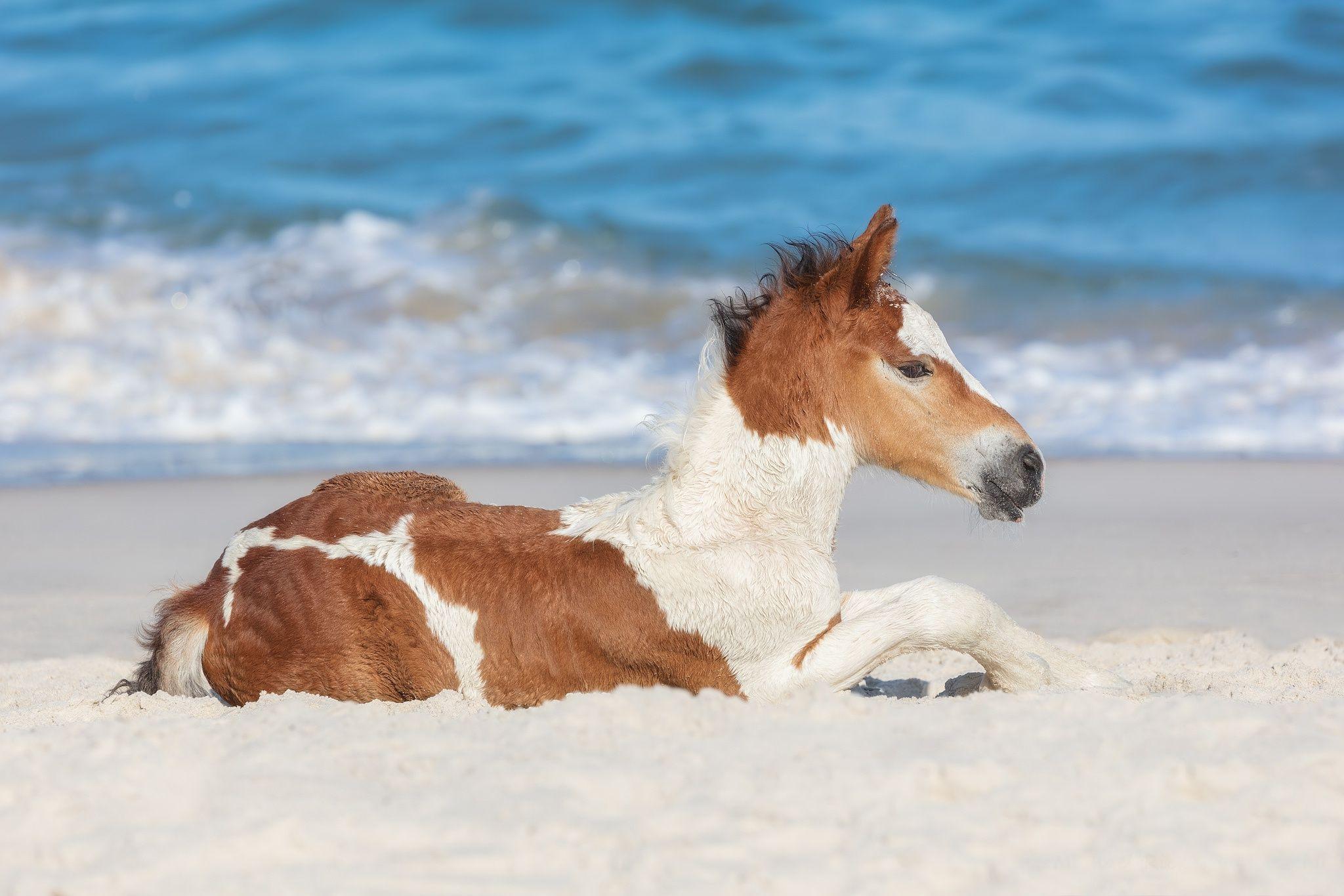 2048x1365 Baby Animal, Horse, Foal Wallpaper And Background Wallpaper & Background Download