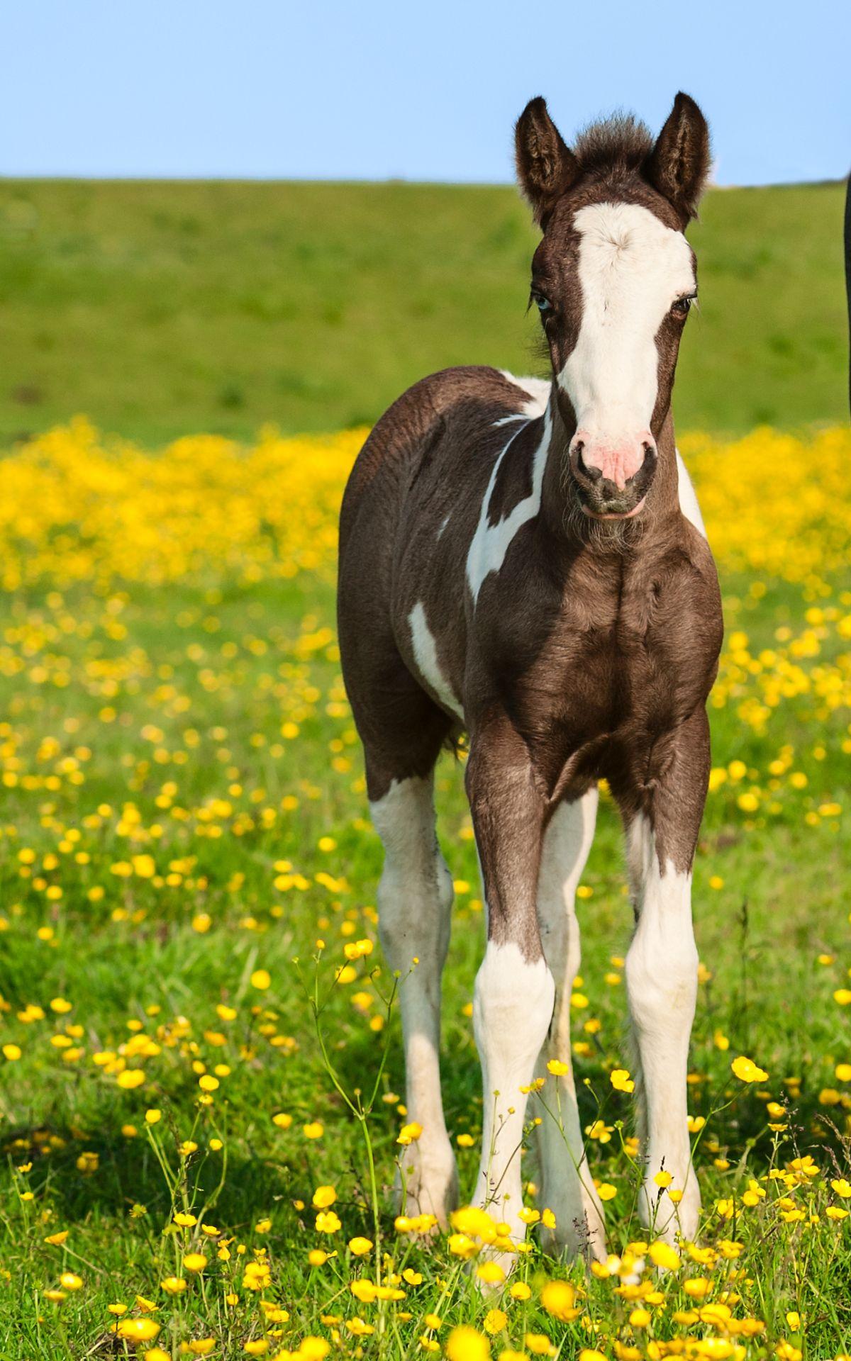 1200x1920 Horse Baby Pony