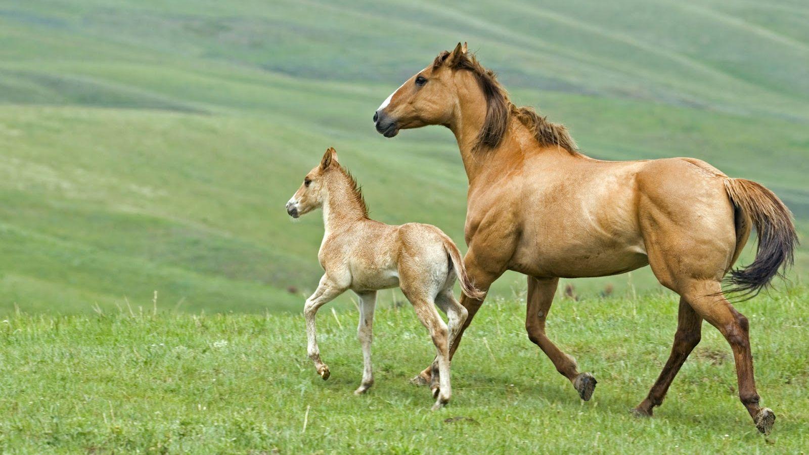 1600x900 Free download Baby Horse Facts Baby Animal Facts [1600x1000] for your Desktop, Mobile & Tablet. Explore Foal Wallpaper. Horse Wallpaper for Walls, Cool Horse Wallpaper, All Horses Wallpaper and Background