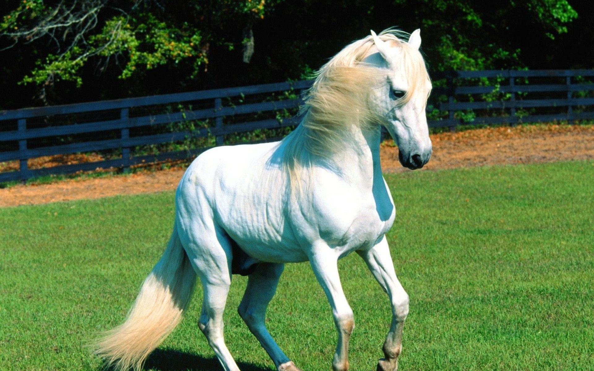 1920x1200 White Horse Wallpaper