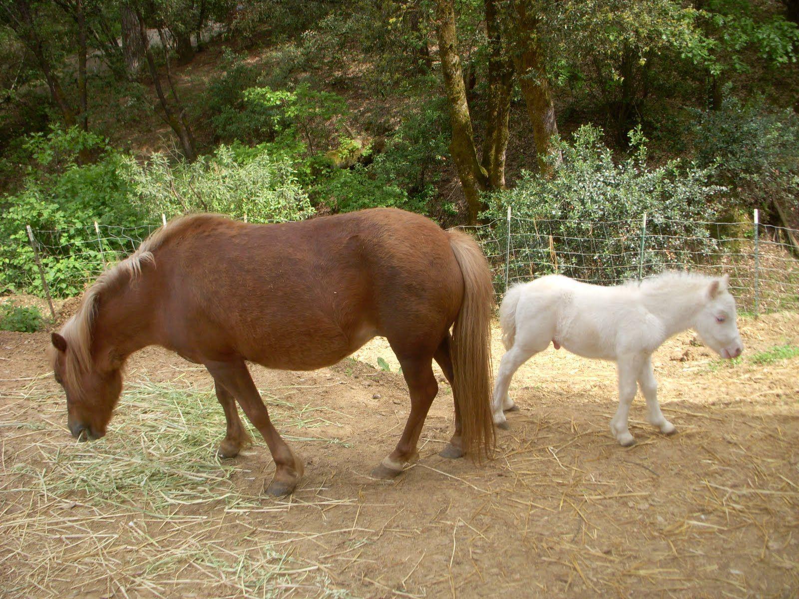 1600x1200 Baby Horse White Background .