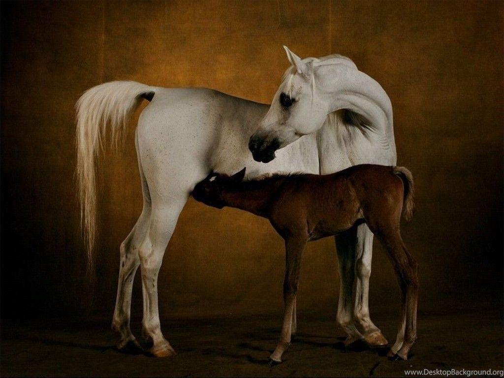 1024x768 Horses Wallpaper Blog Archive White Stallion With Baby Horse. Desktop Background