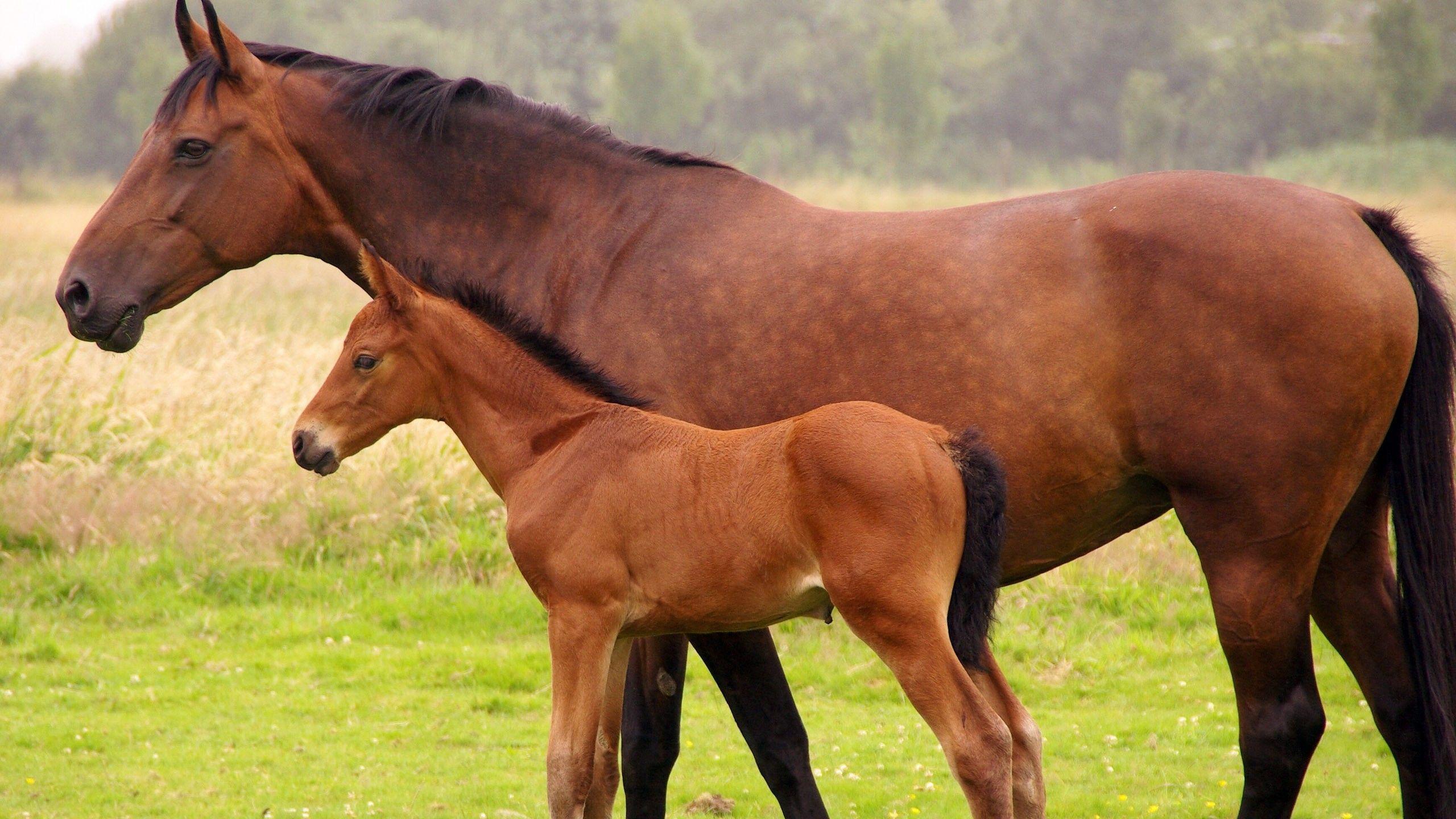 2560x1440 Brown Horse With Baby Horse HD Horse Wallpaper