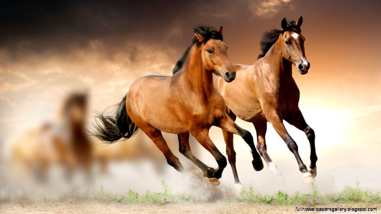 1229x691 Horse Wallpaper Widescreen. Full HD Wallpaper