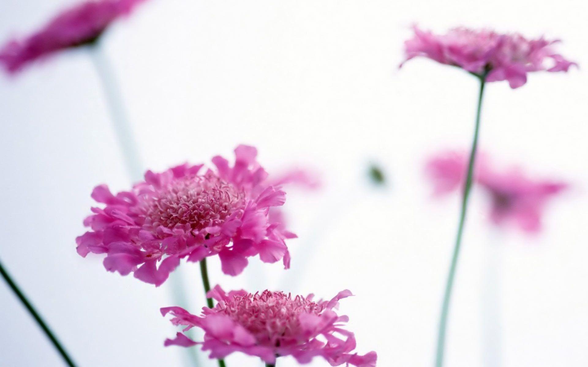 1920x1200 Pink Flower Desktop Wallpaper