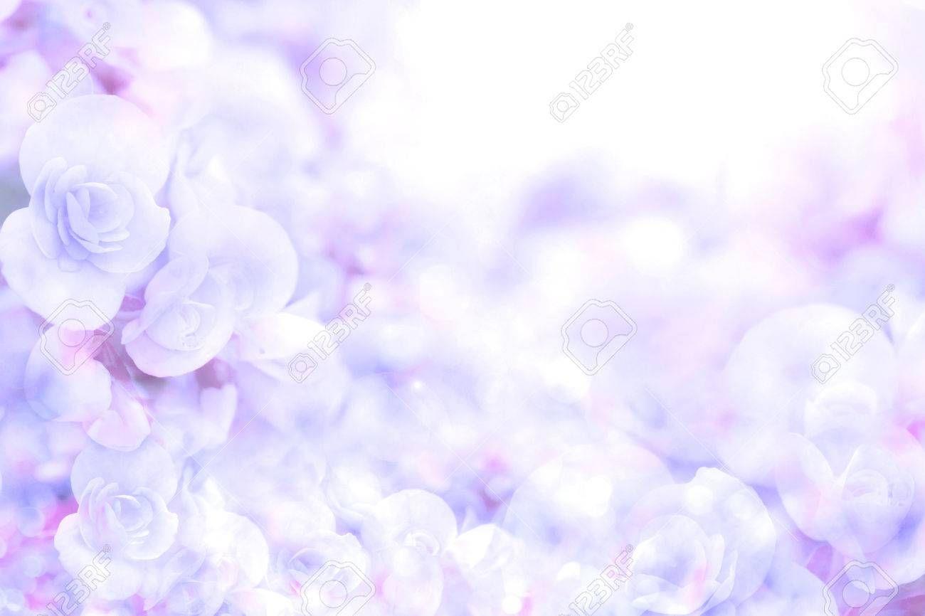 1300x866 Lavender Flower Background