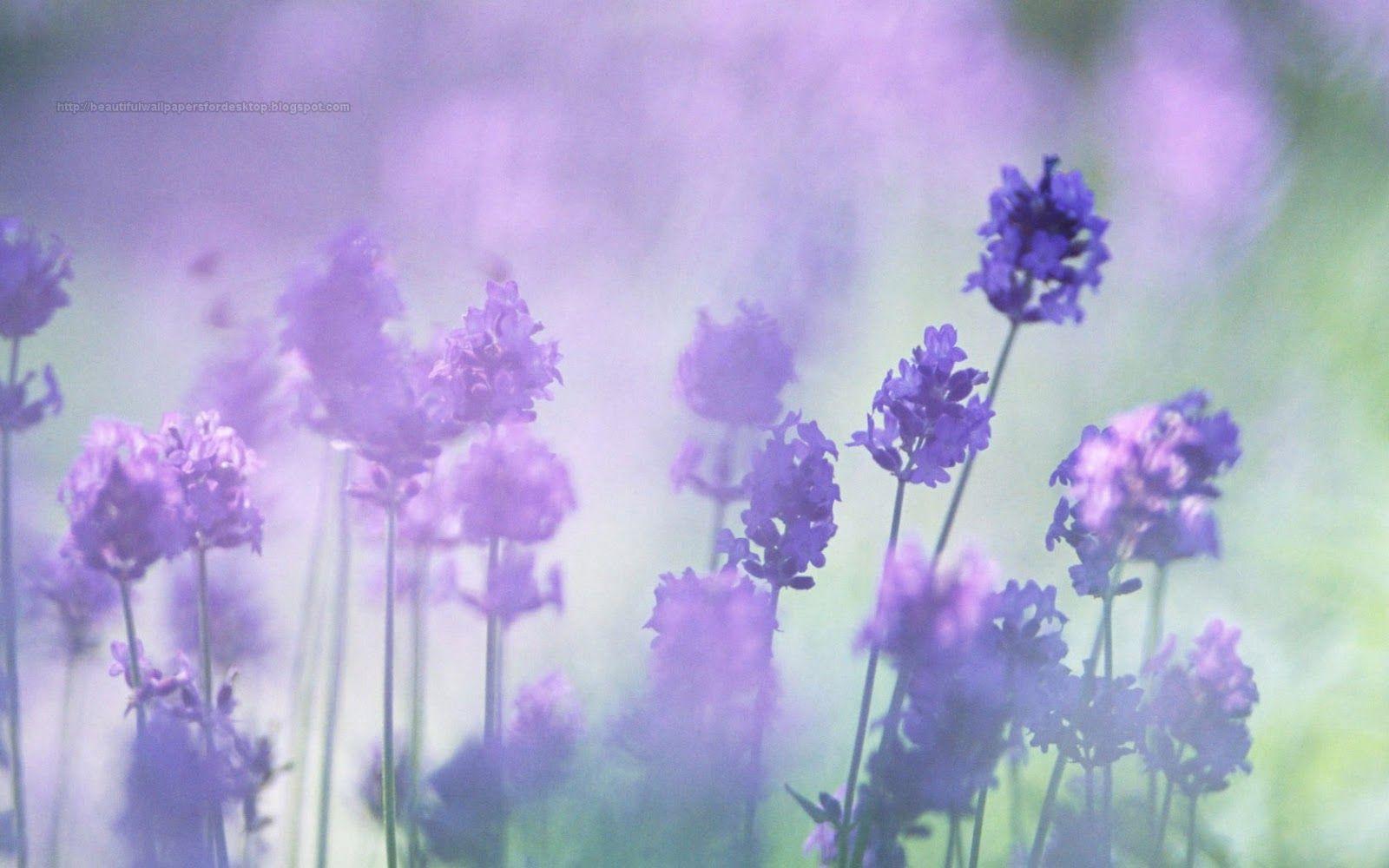 1600x1000 Free download Beautiful Wallpaper For Desktop Purple Flowers HD Wallpaper [1600x1000] for your Desktop, Mobile & Tablet. Explore Purple Floral Wallpaper. Purple Wallpaper for Walls, Lavender Wallpaper Designs, Wallpaper