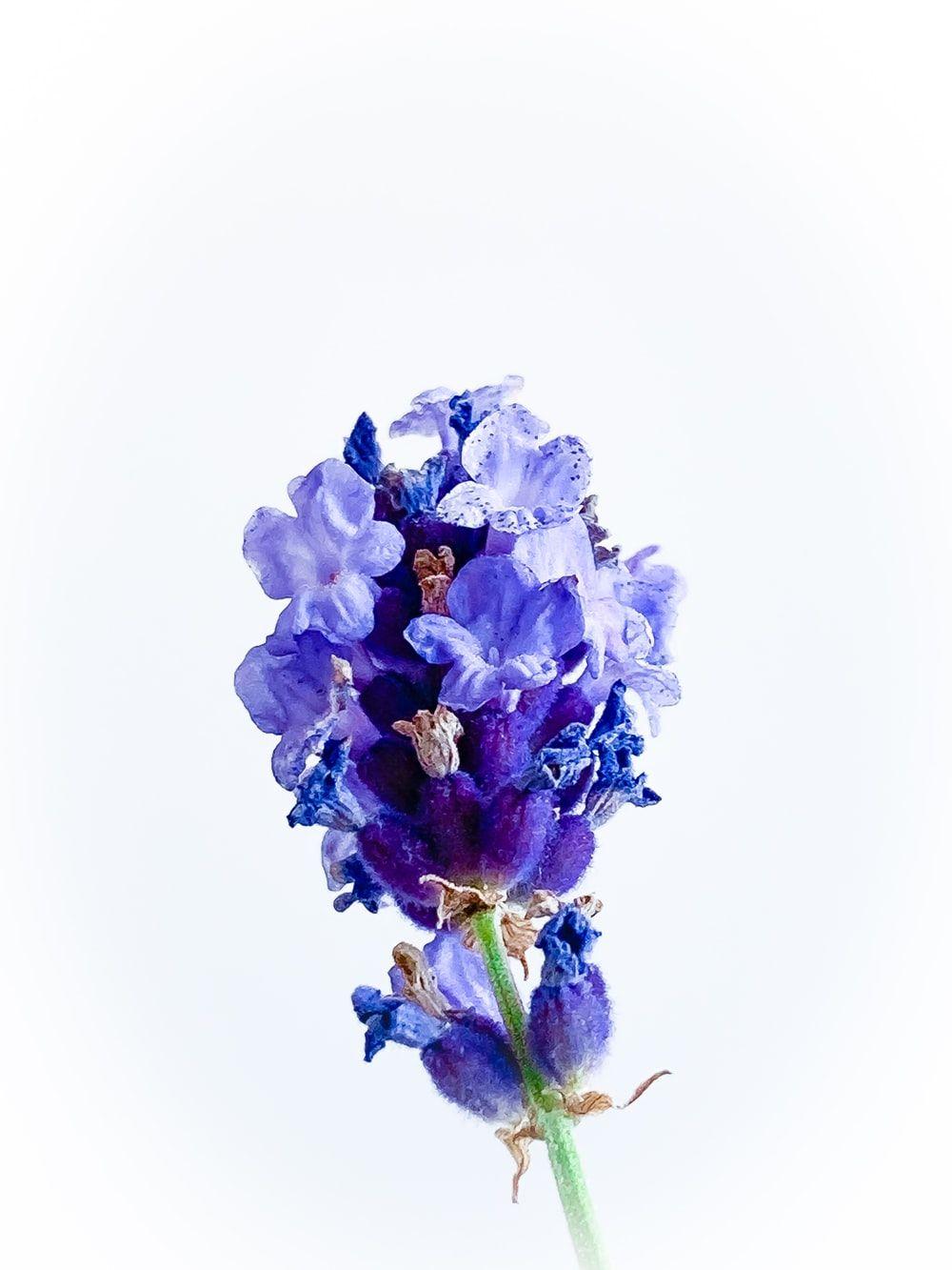1000x1333 purple flower on white background photo