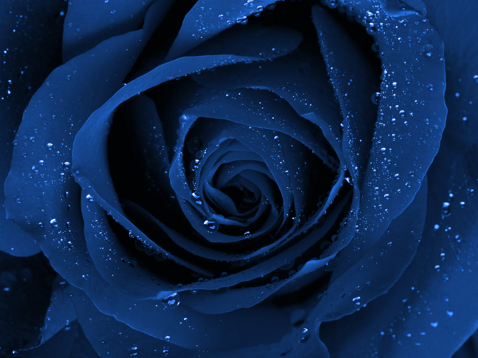 1600x1200 Beautiful Flowers Wallpaper Blue On Blue 2 Cool HD Wallpaper