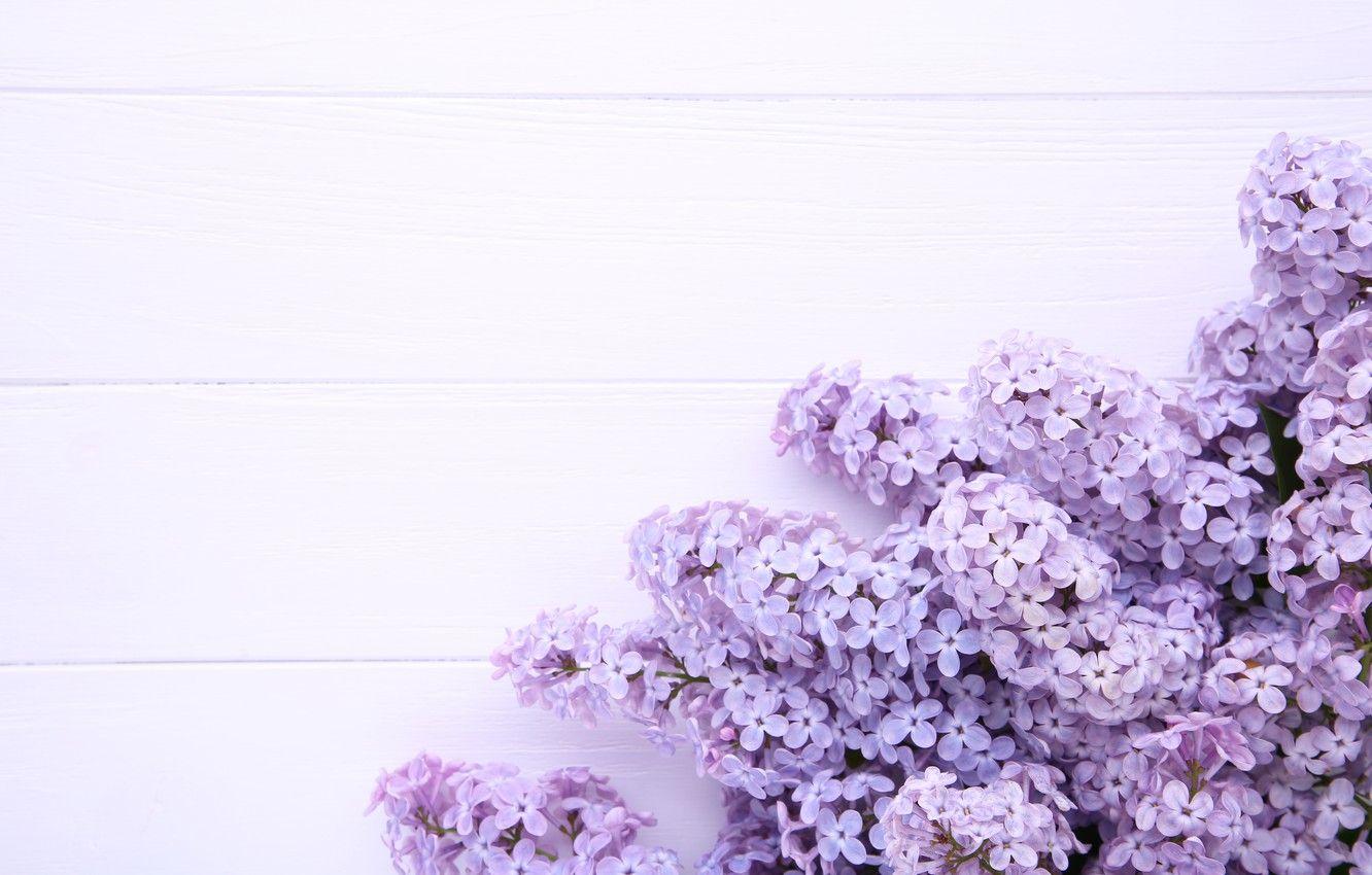 1332x850 Wallpaper flowers, background, wood, flowers, lilac, purple, lilac image for desktop, section цветы