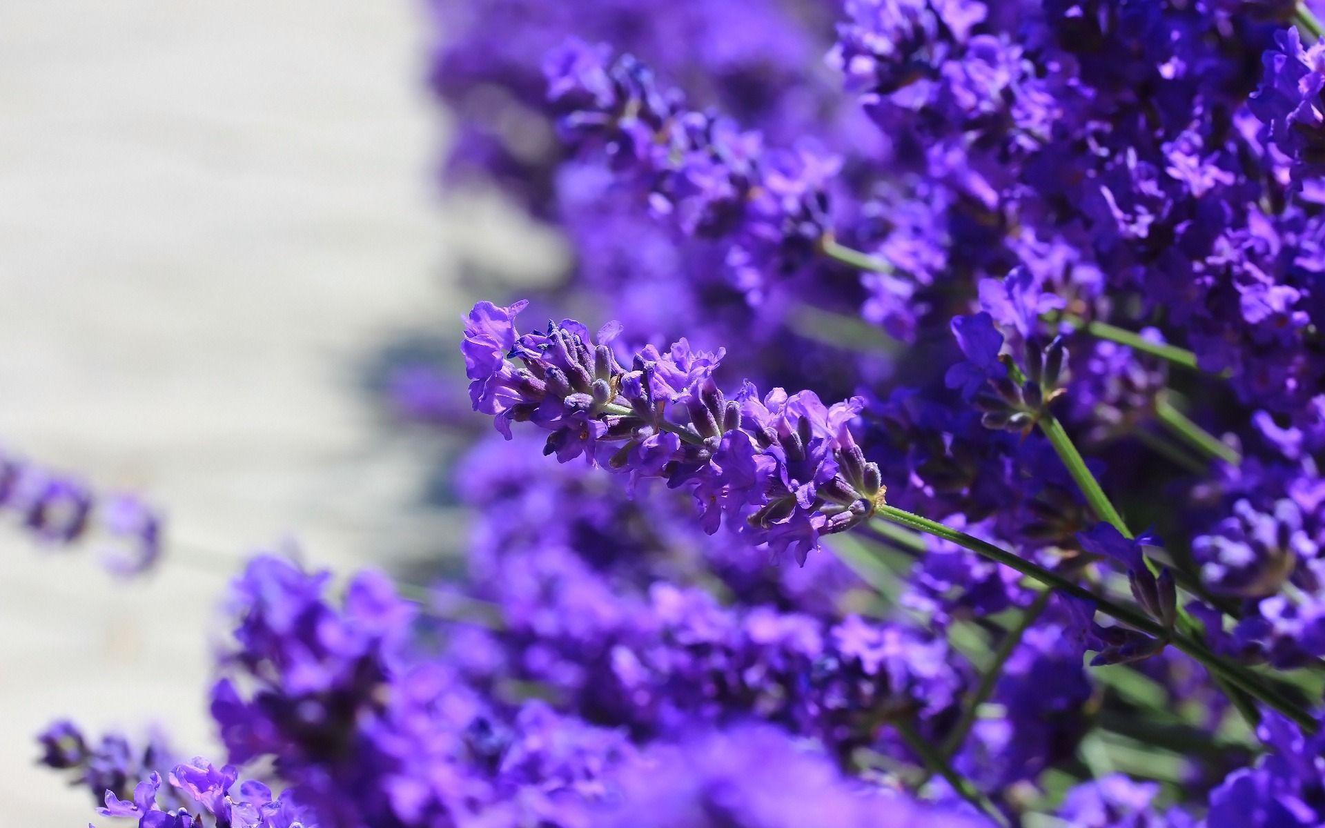 1920x1200 Download wallpaper lavender, floral background, purple flowers, wildflowers for desktop with resolution 1920x1200. High Quality HD picture wallpaper