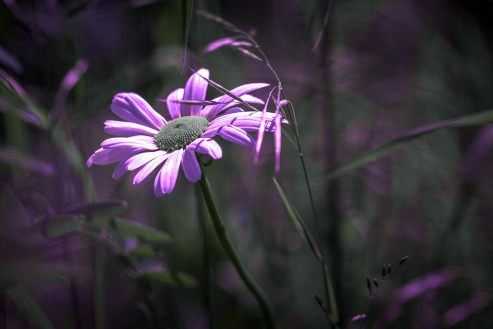 1600x1067 Color wallpaper: Hummingbird Moth Flowers Cool Small Flower
