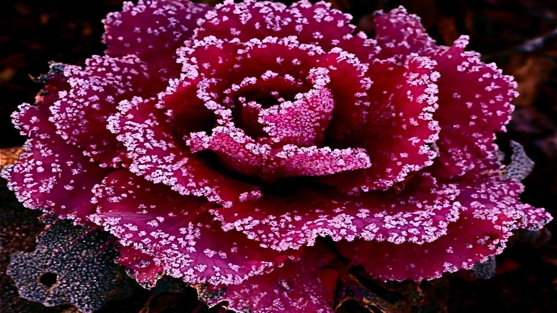 1920x1080 DD88BB Color wallpaper: Petal Flower Nature 3D Wallpaper Download