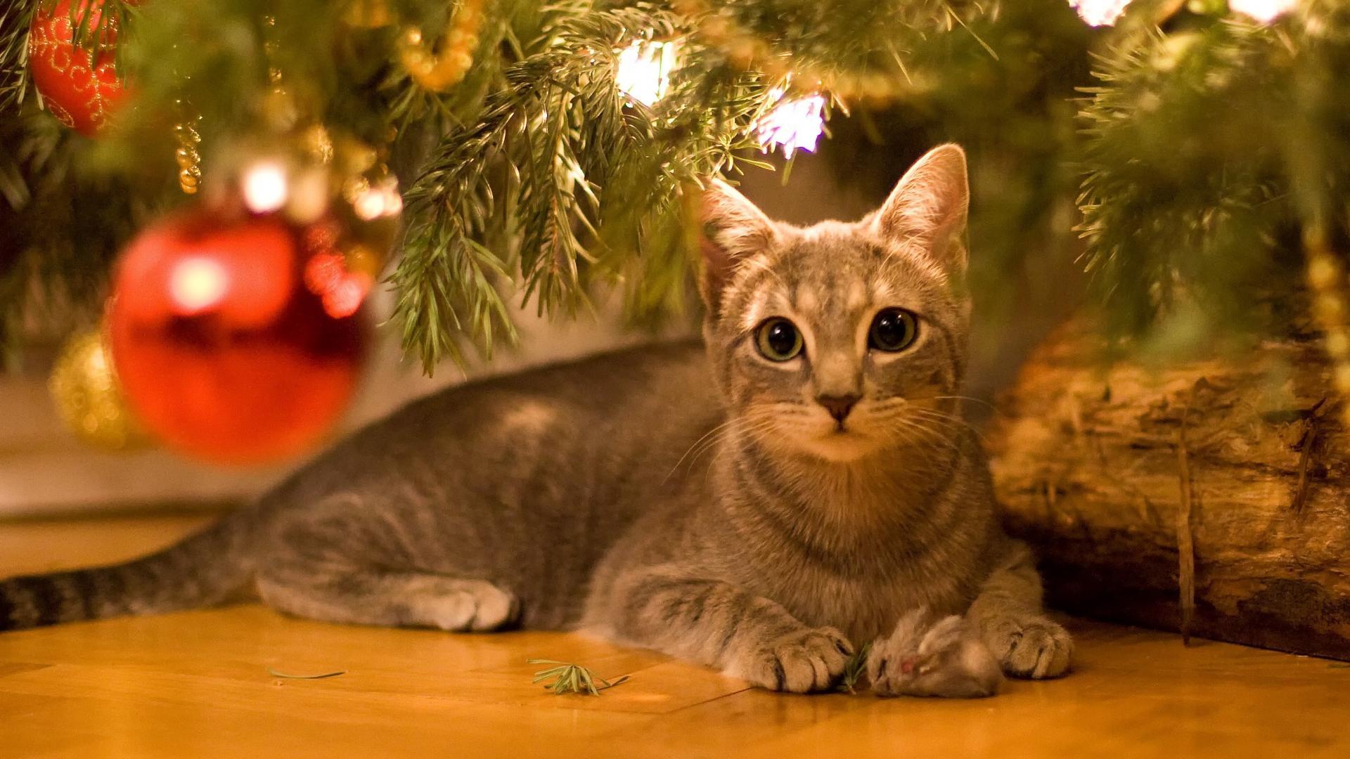 1920x1080 Christmas Cat Wallpaper HD HD Wallpaper
