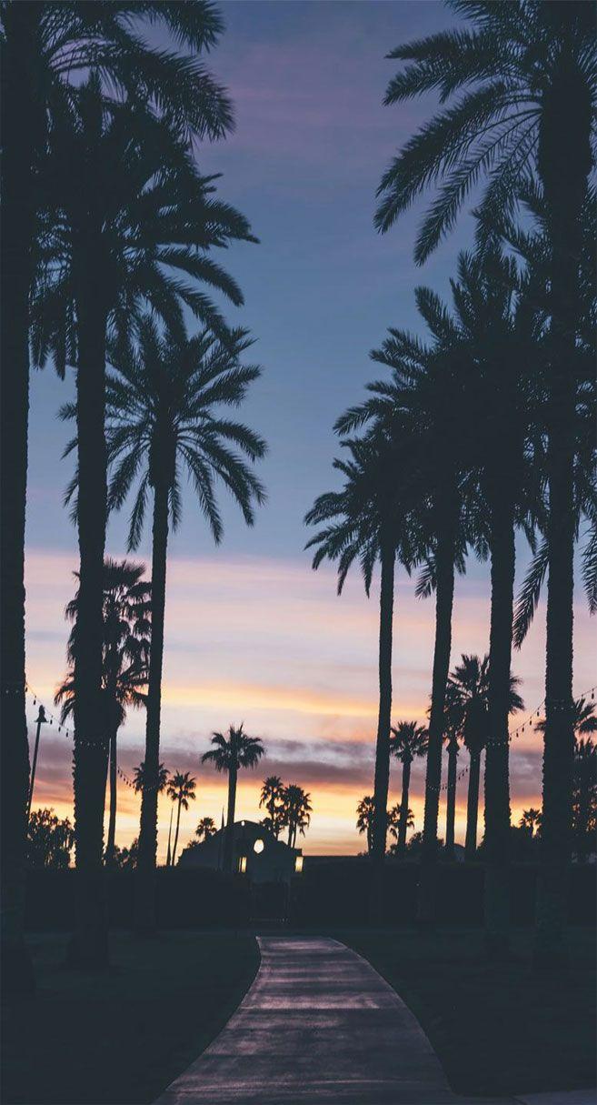 657x1215 Palm tree iPhone Wallpaper