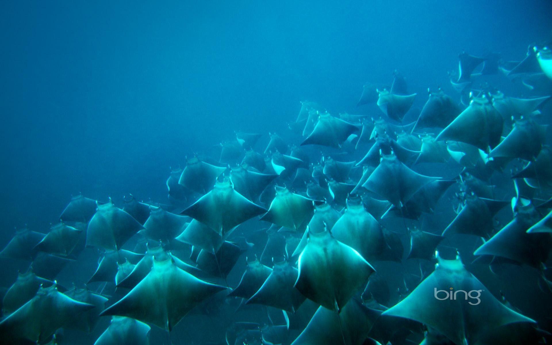 Bing Desktop Not Changing Wallpapers Top Free Bing Desktop Not