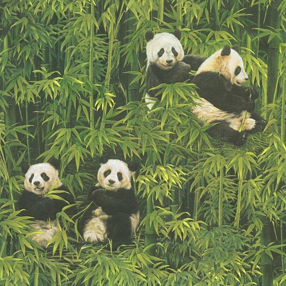 999x999 Pandas Wallpaper Paste The Wall Black &amp; White Panda Green Bamboo Forest 33635 1. Panda Wallpaper, Pattern Wallpaper, Bamboo Forest