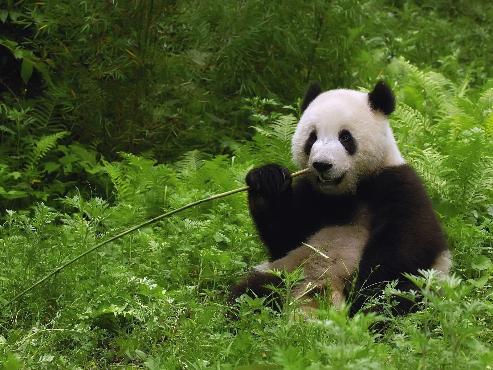 1600x1200 Panda Bear Eating Bamboo Wallpaper. Animal HD Wallpaper. Panda gigante, Oso panda, Panda lindo
