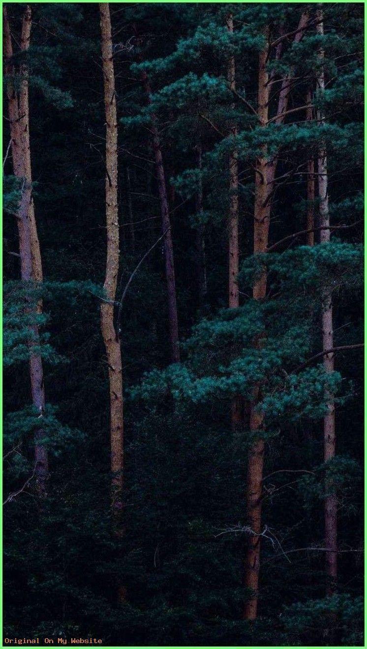 746x1318 Aesthetic Forest Wallpaper