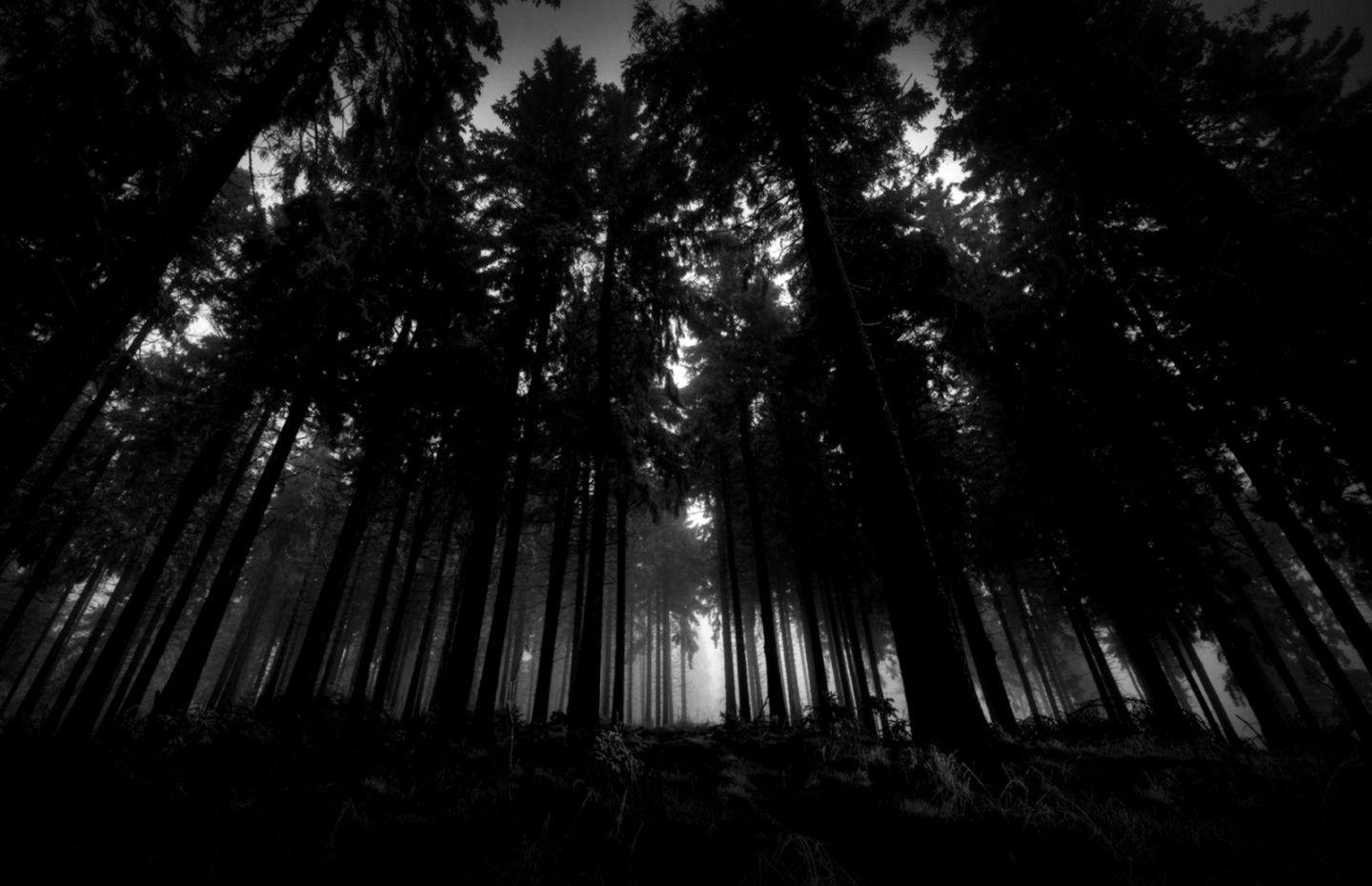 Dark Forest Aesthetic Wallpapers - Top Free Dark Forest Aesthetic