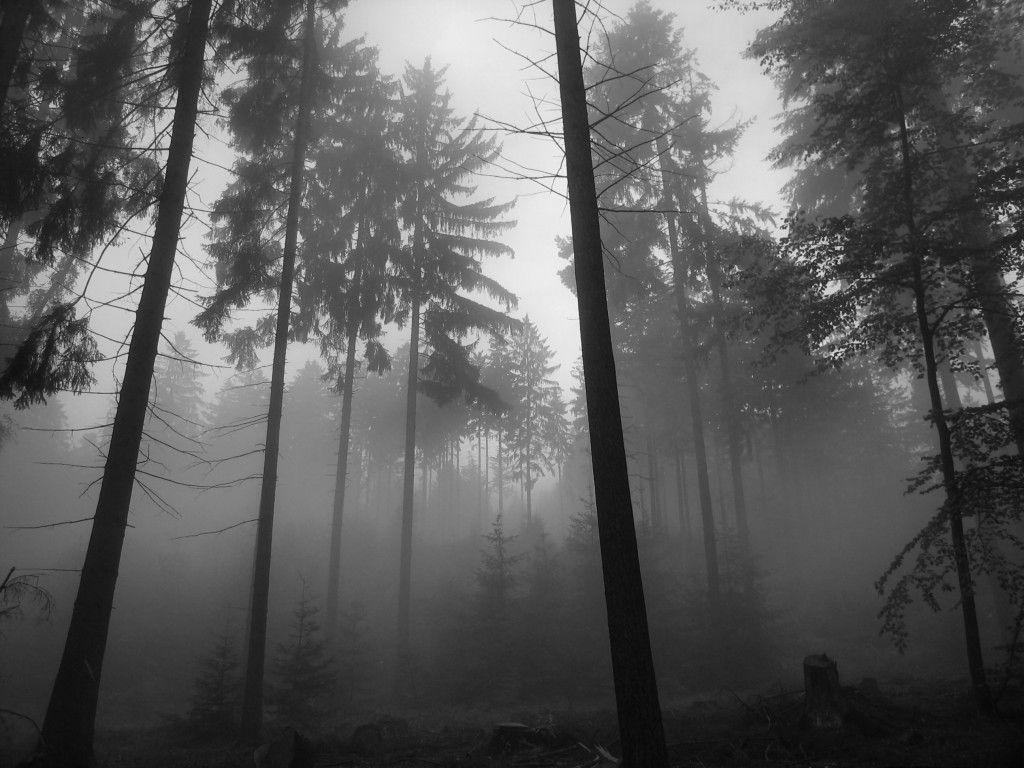 1024x768 Forest Aesthetic Wallpaper