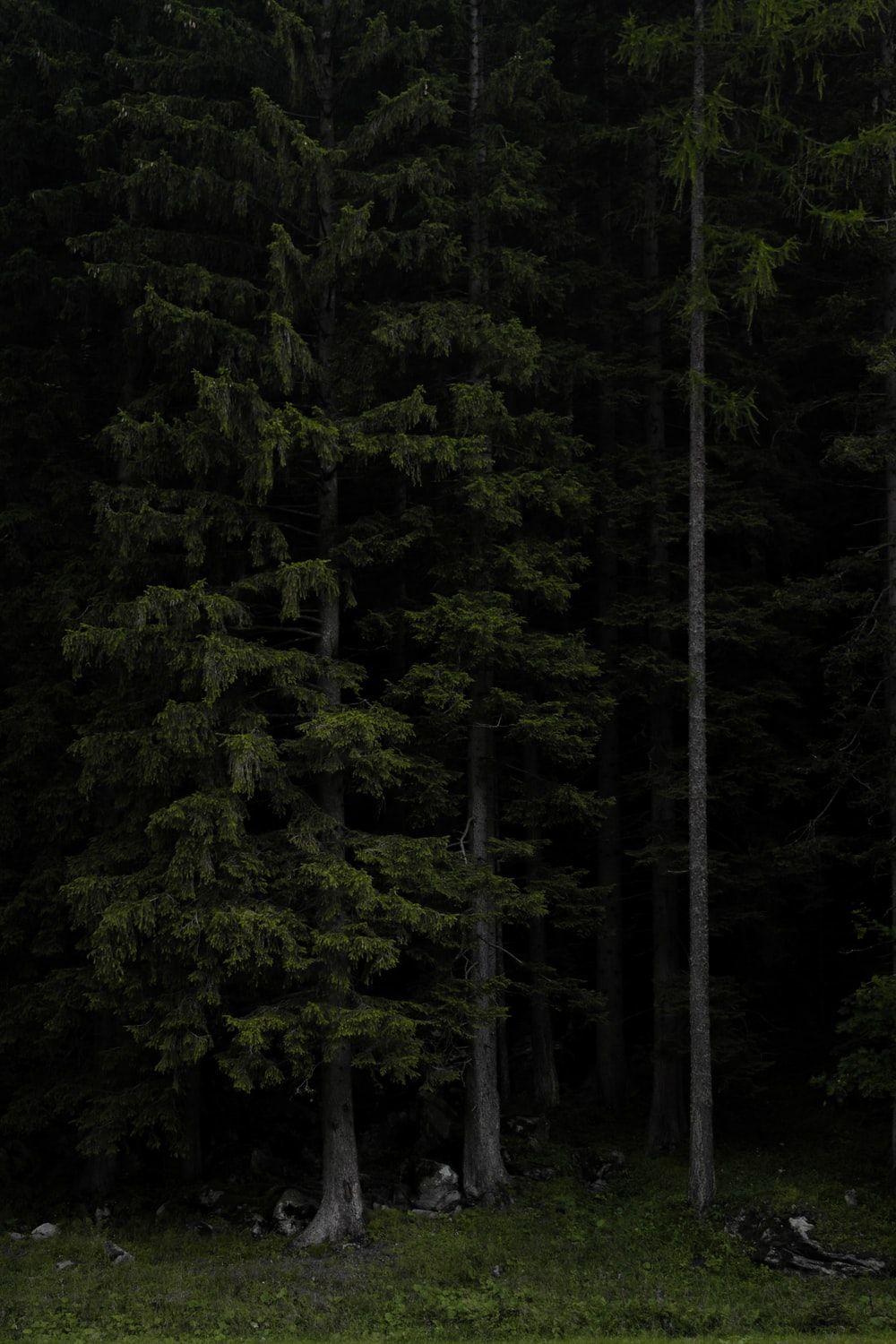 1000x1500 Dark Forest Picture [HD]. Download Free Image