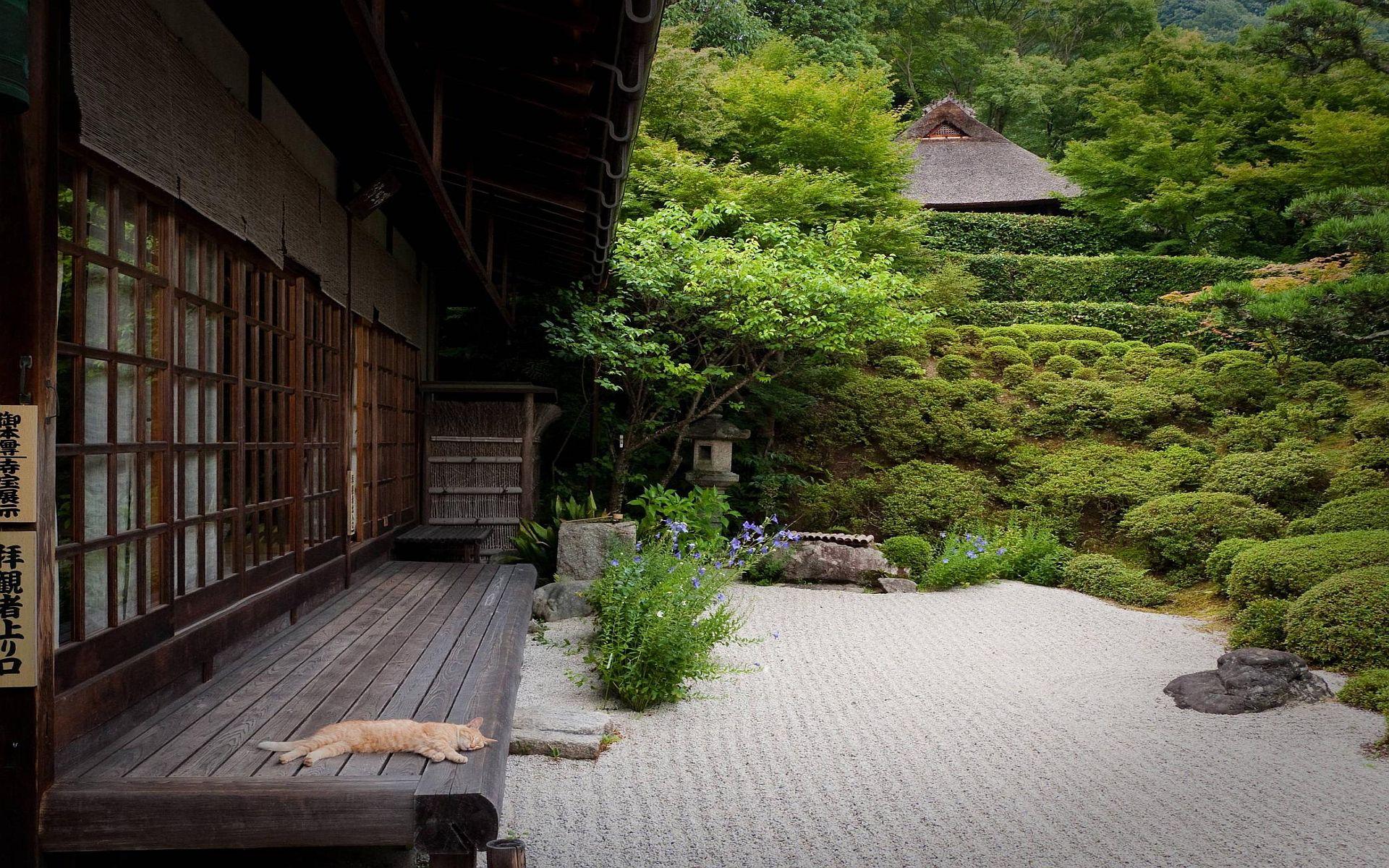 1920x1200 Asian garden cat