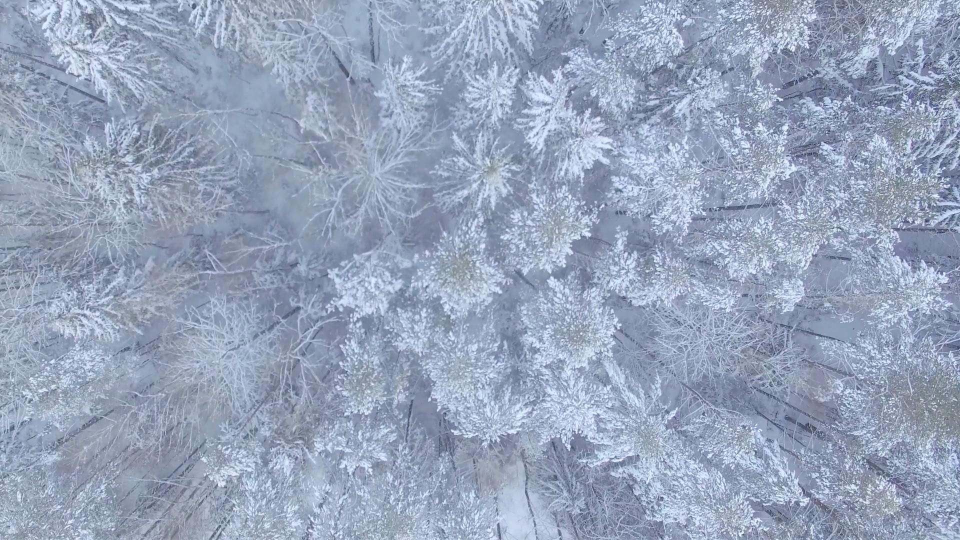 1920x1080 Cropped Winter Forest Aerial View Of Snow Covered Trees 4k Footage Drone Shot_shea4j78g_thumbnail Full01.png
