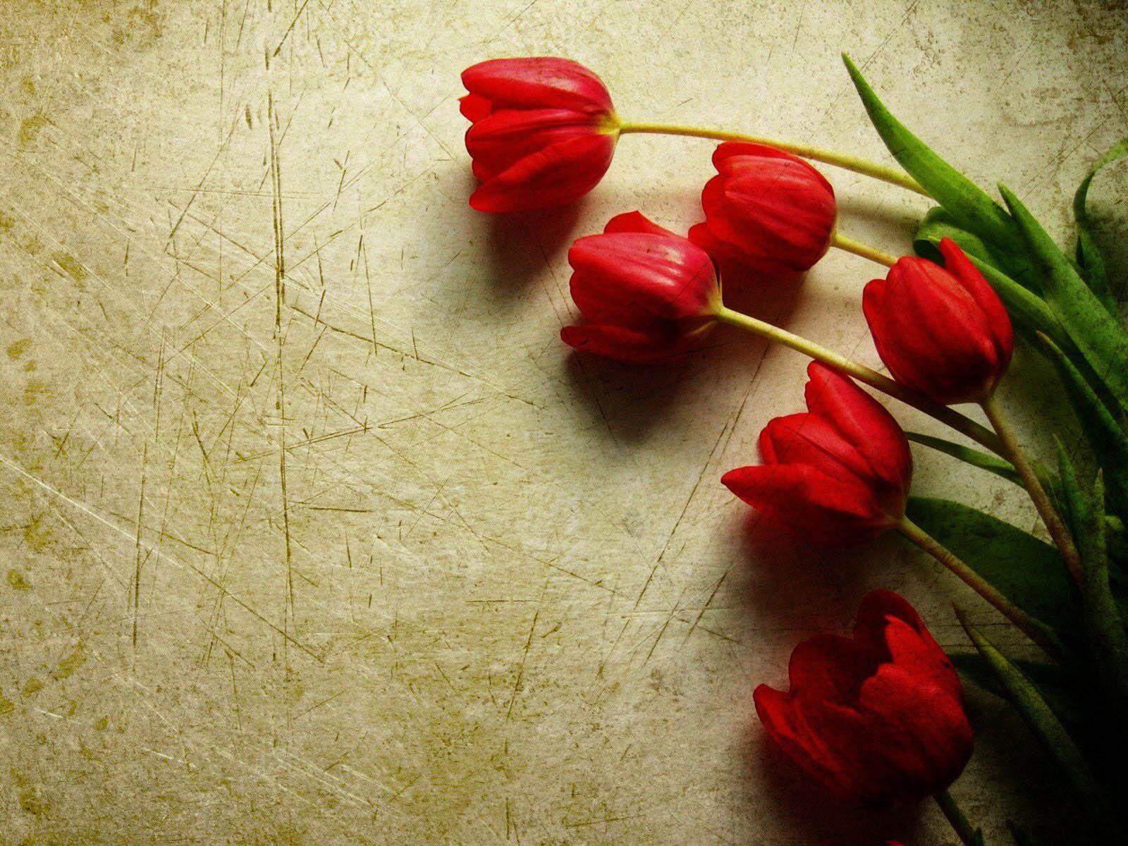 1600x1200 Tulip Wallpaper Live Image, HD Wallpaper