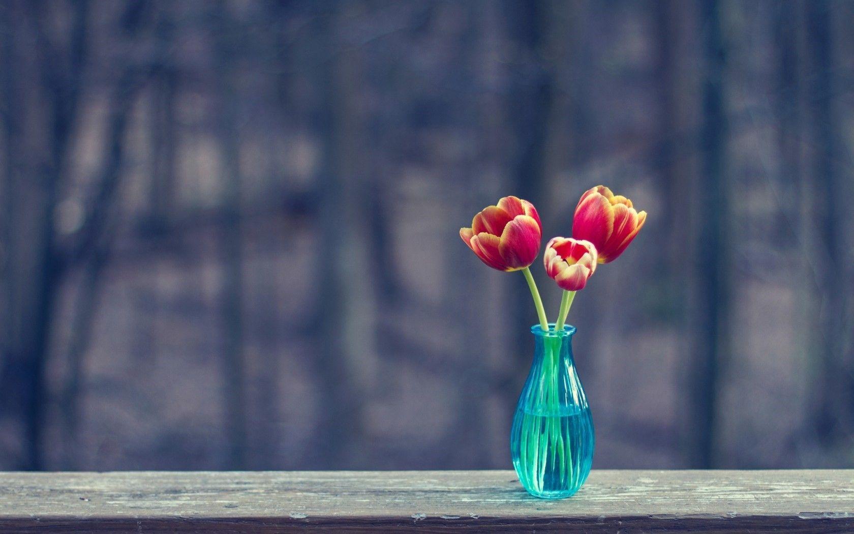 1680x1050 Flower Tulip Tulips Vase Blue Flowers Wallpaper Full Screen Flower