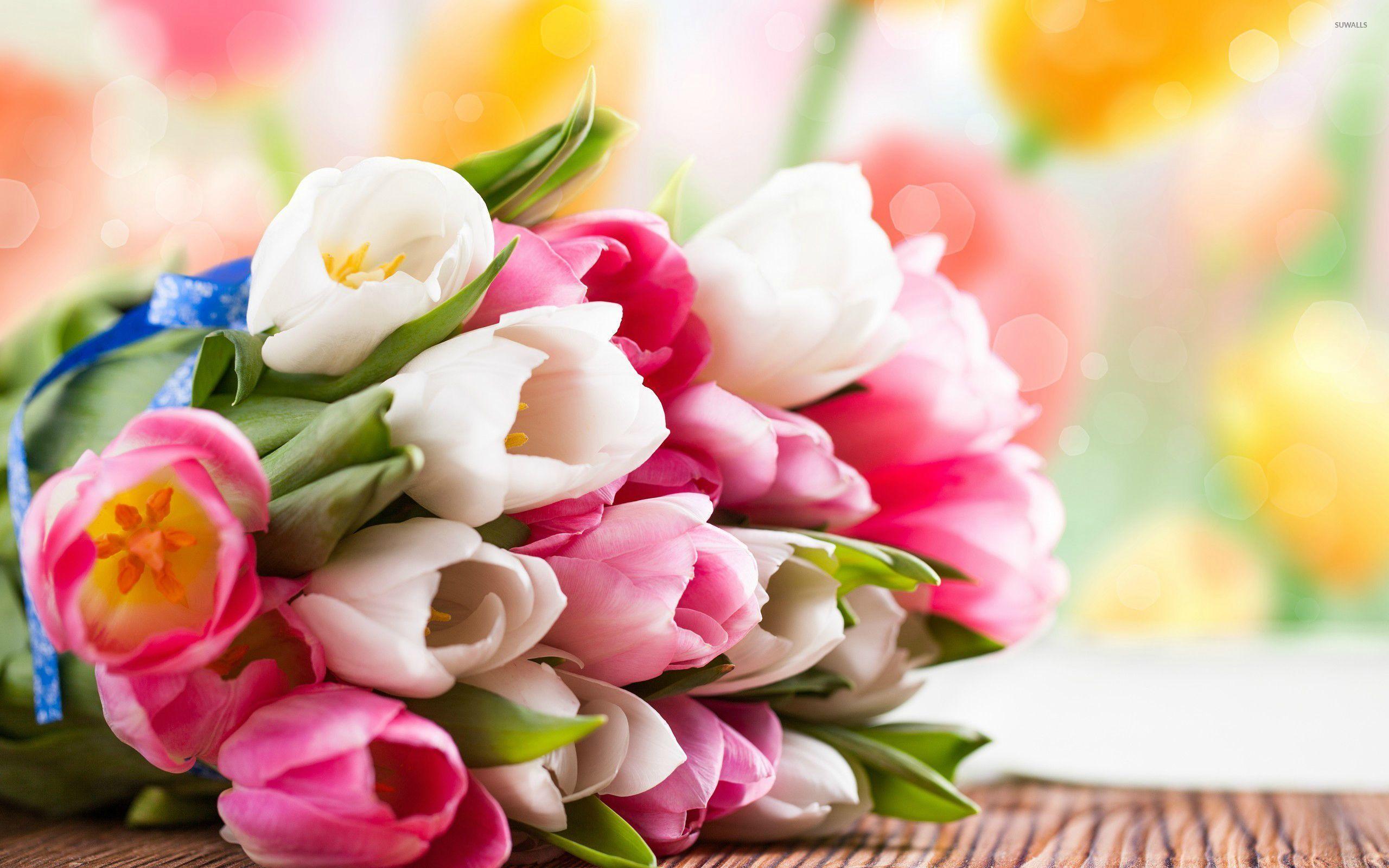 2560x1600 Pink and white tulips wallpaper wallpaper