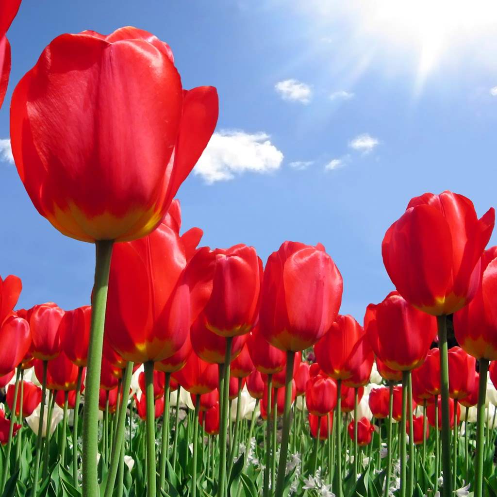 1024x1024 Red Tulip Wallpaper. HD Wallpaper Pulse