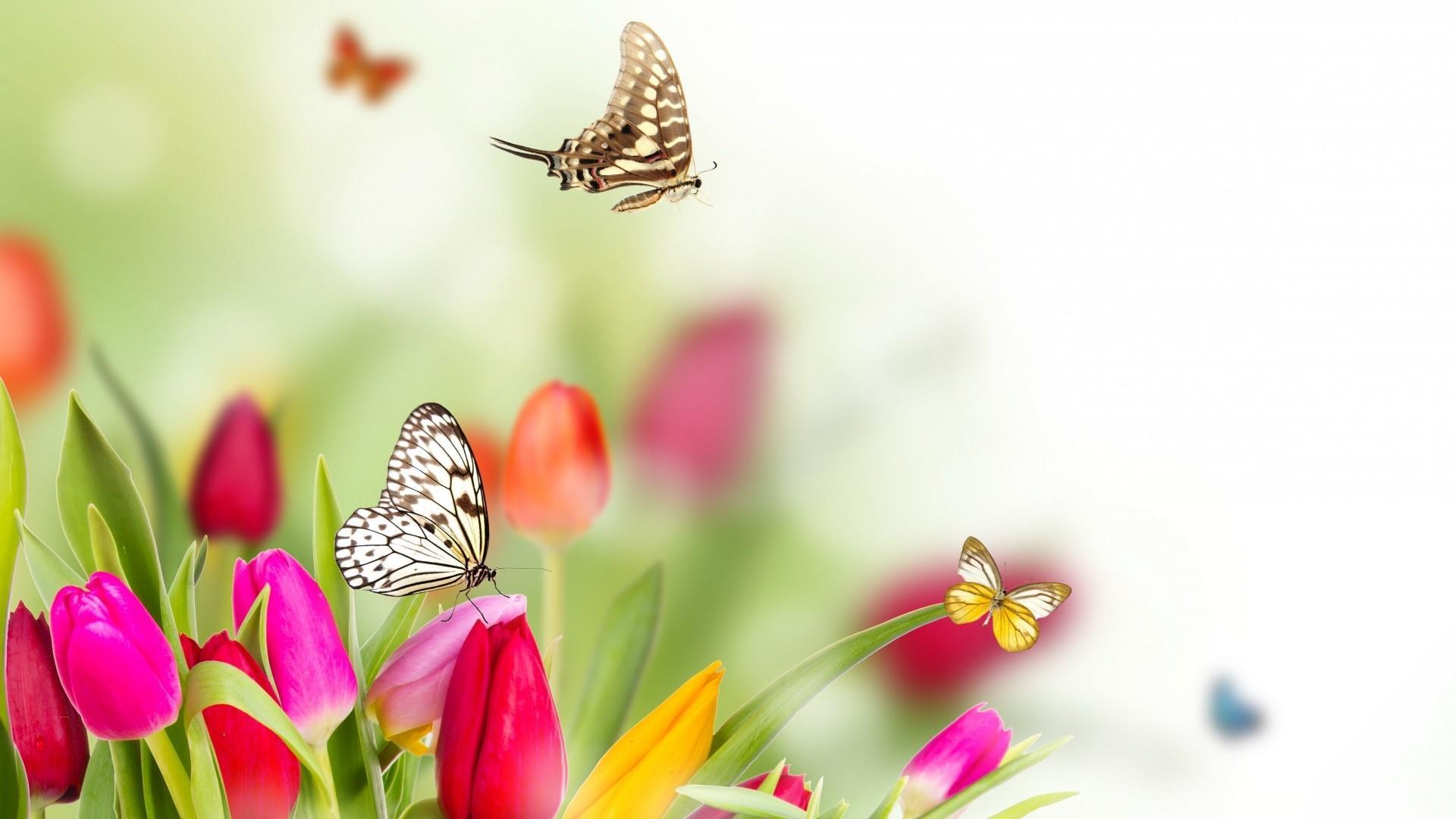 1920x1080 Butterfly In Tulip Wallpaper. Wallpaper Studio 10