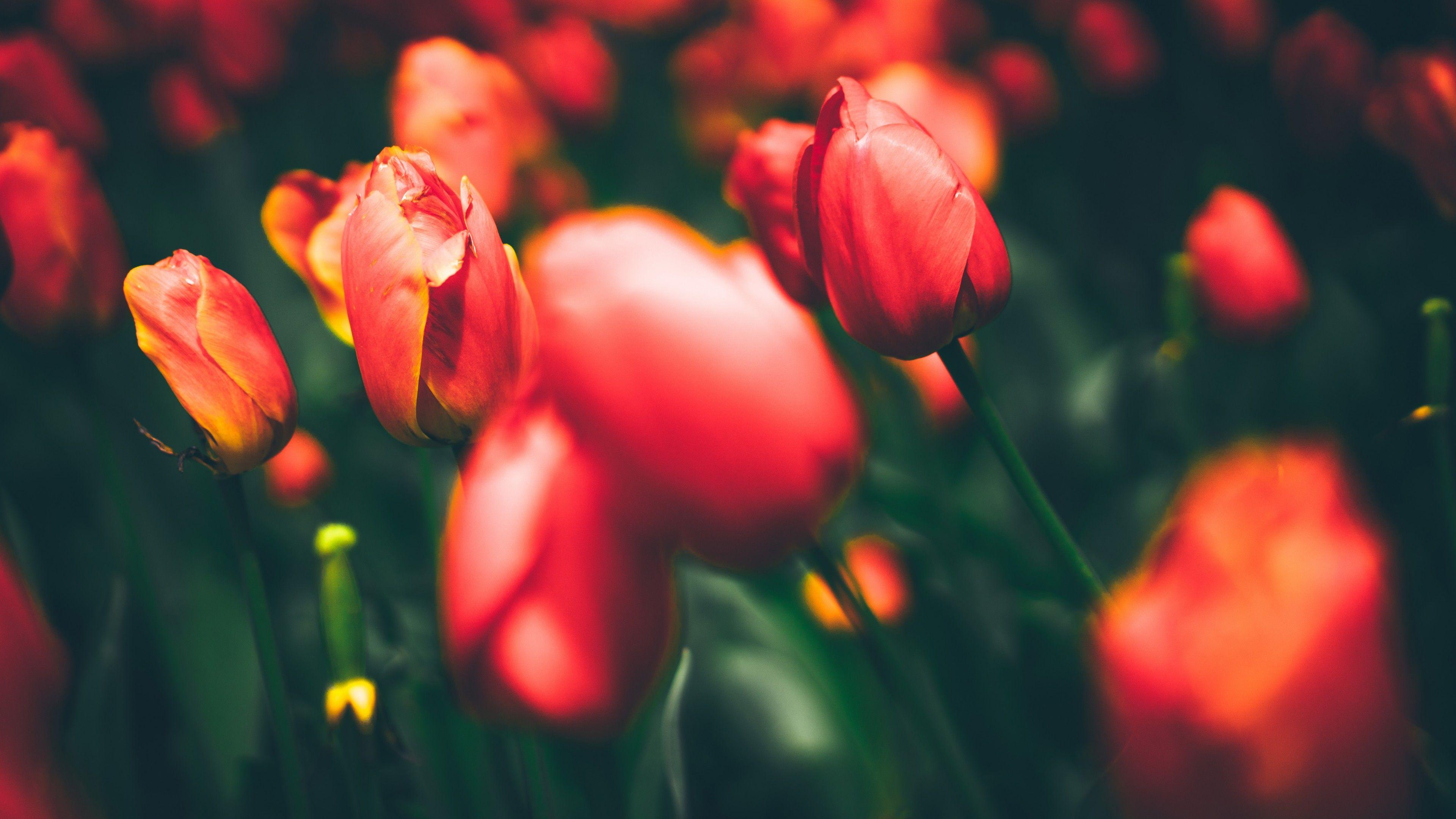 3840x2160 Wallpaper Tulips, Flora, Bloom, HD, 4K, 8K, Flowers