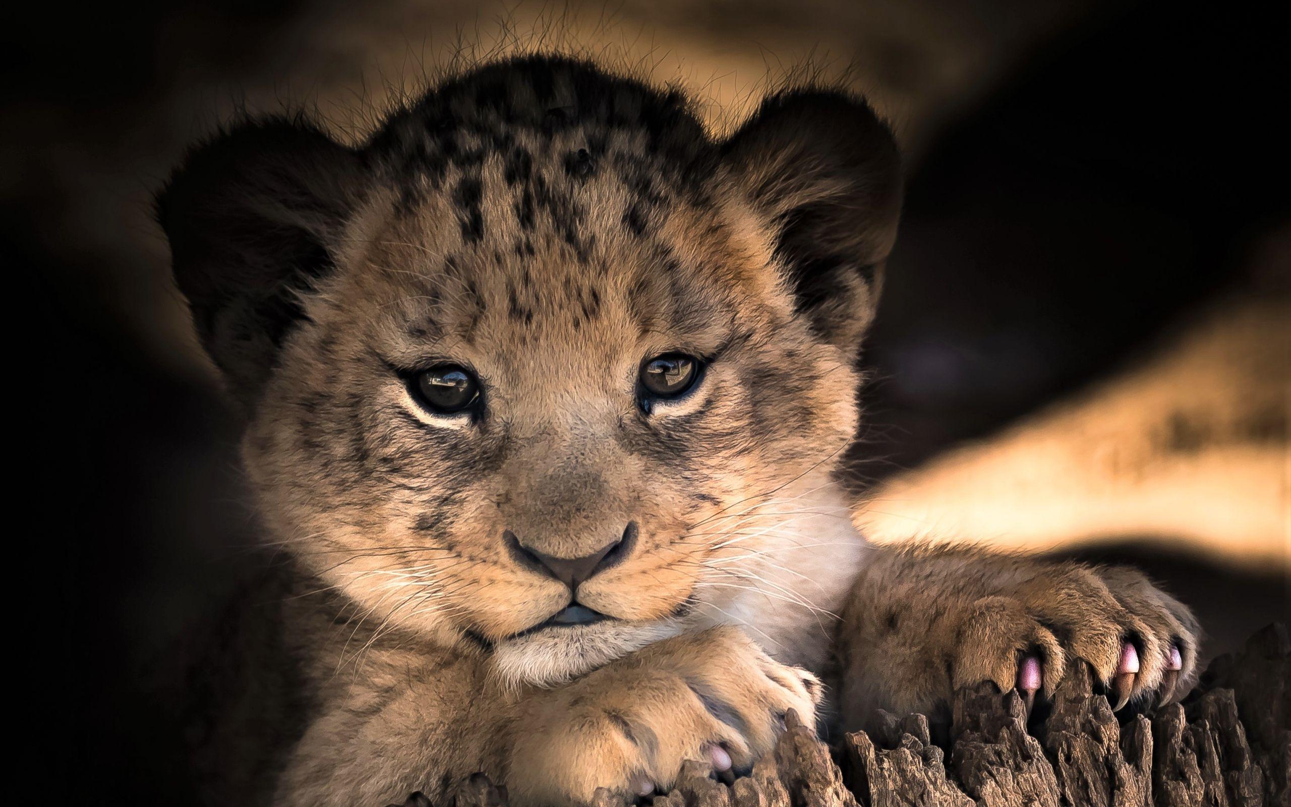 2560x1600 Baby, Animal, Cub, Cute, Lion Wallpaper HD Wallpaper
